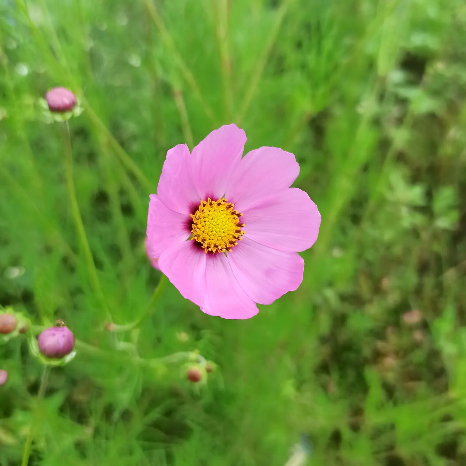 Annual Cosmos (Cosmos Bipinnatus) — Cosmos bipinnatus boasts an upright; with widths spanning from 1 to 2 feet, image 75