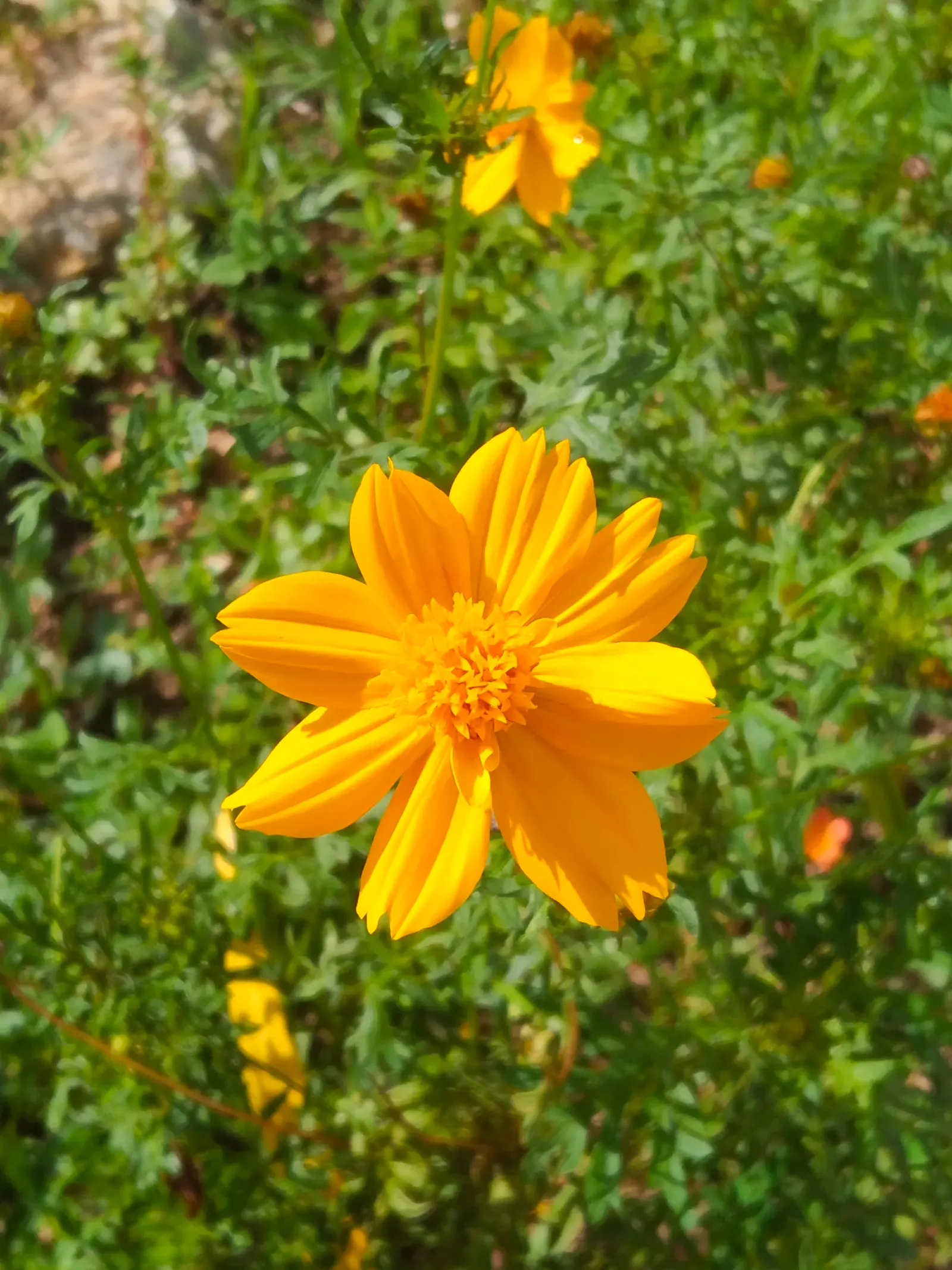 Annual Cosmos (Cosmos Bipinnatus) — Plus, their flowers are attractive to butterflies and bees, adding an extra layer of life to your garden; its, image 155