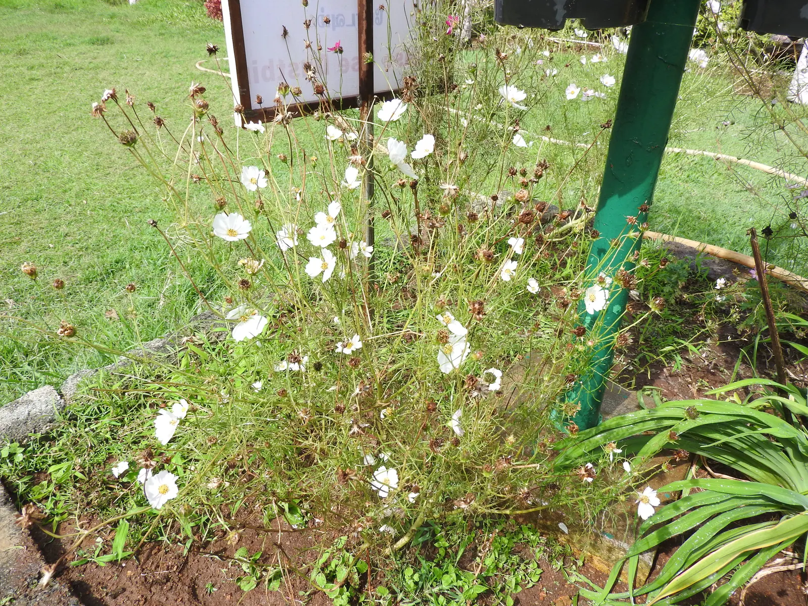 Annual Cosmos (Cosmos Bipinnatus) — Cosmos bipinnatus, known as Annual Cosmos, is an eye-catching flowering plant; blooms measure about 2-4 inches, image 65