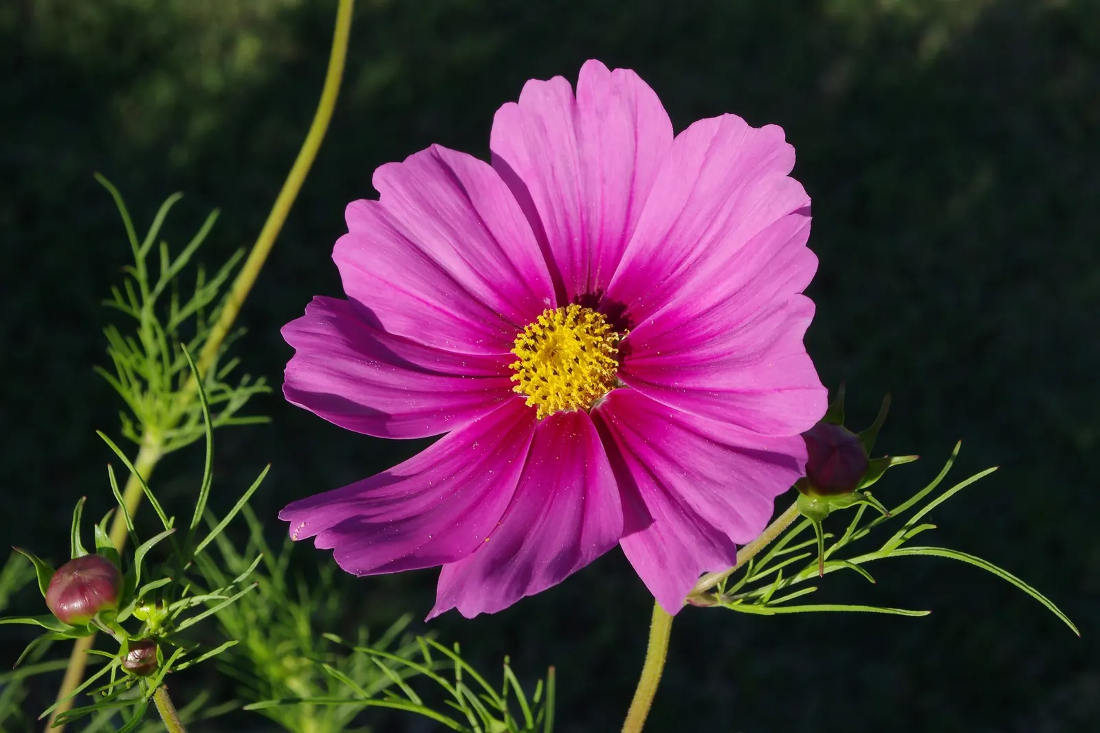 Annual Cosmos (Cosmos Bipinnatus) — they complete their life cycle within one growing season; for cutting gardens, Cosmos is an exceptional, image 105
