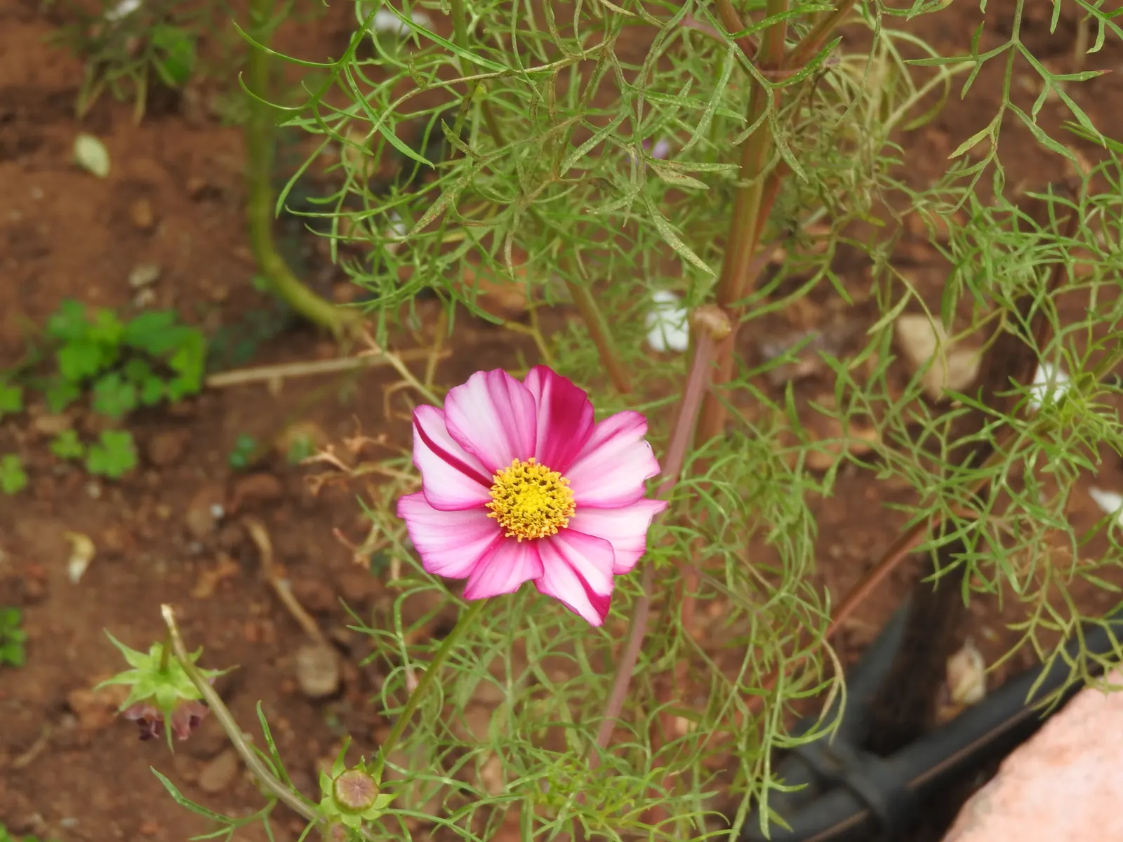 Annual Cosmos (Cosmos Bipinnatus) — For cutting gardens, Cosmos is an exceptional candidate, producing long-stemmed flowers ideal for bouquets