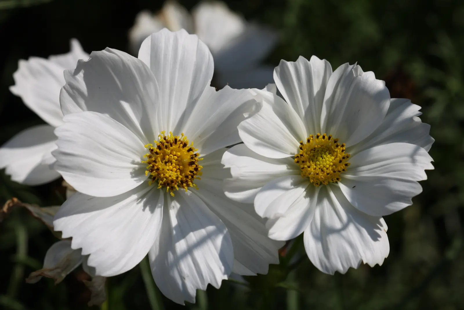 Annual Cosmos (Cosmos Bipinnatus) — somewhat wispy growth habit; and rich magentas.<br><br>Cosmos thrive in full sun exposure, image 76