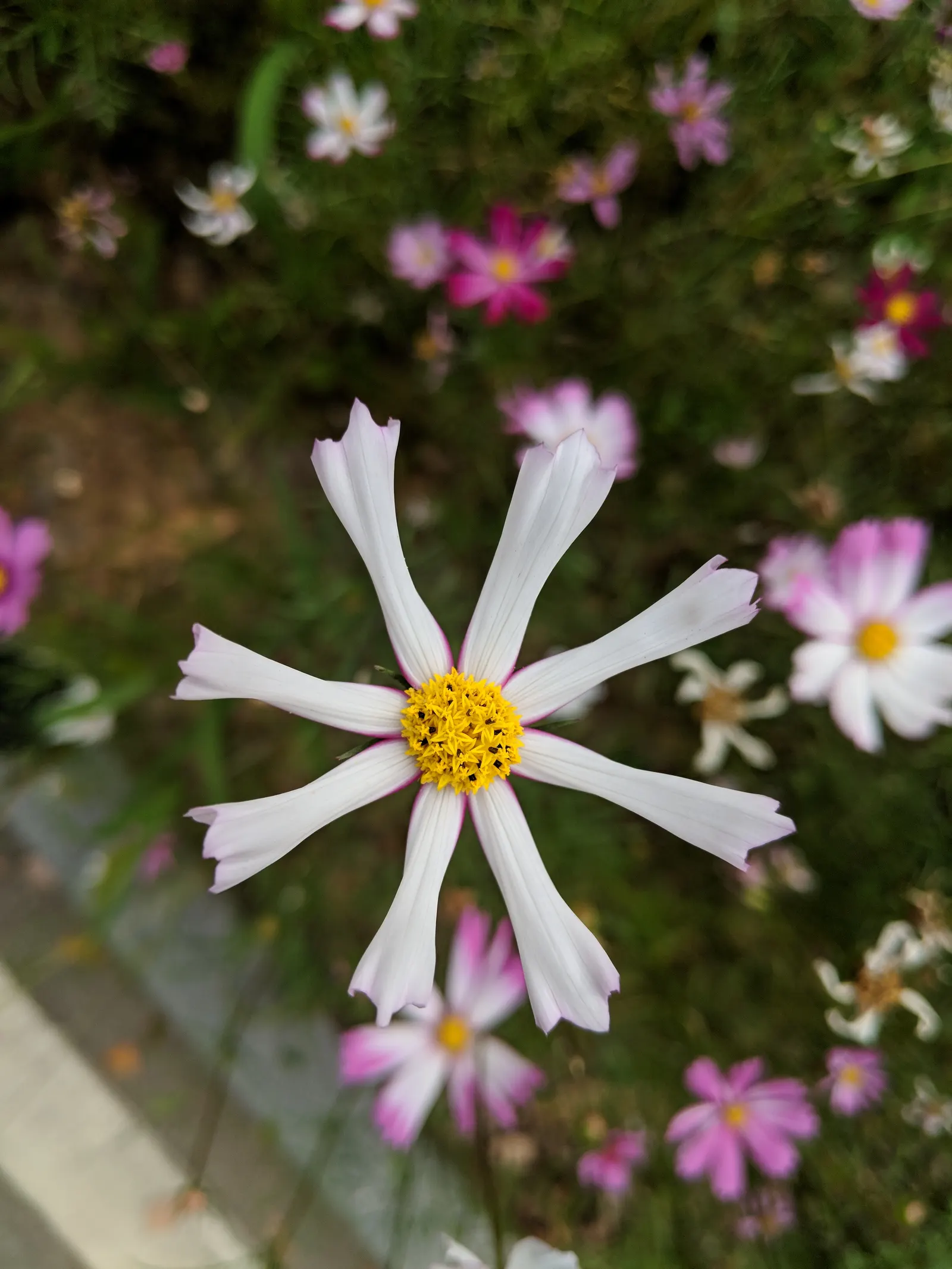 Annual Cosmos (Cosmos Bipinnatus) — affectionately known as Cosmos bipinnatus; creating a delicate backdrop for the daisy-like flowers, image 103