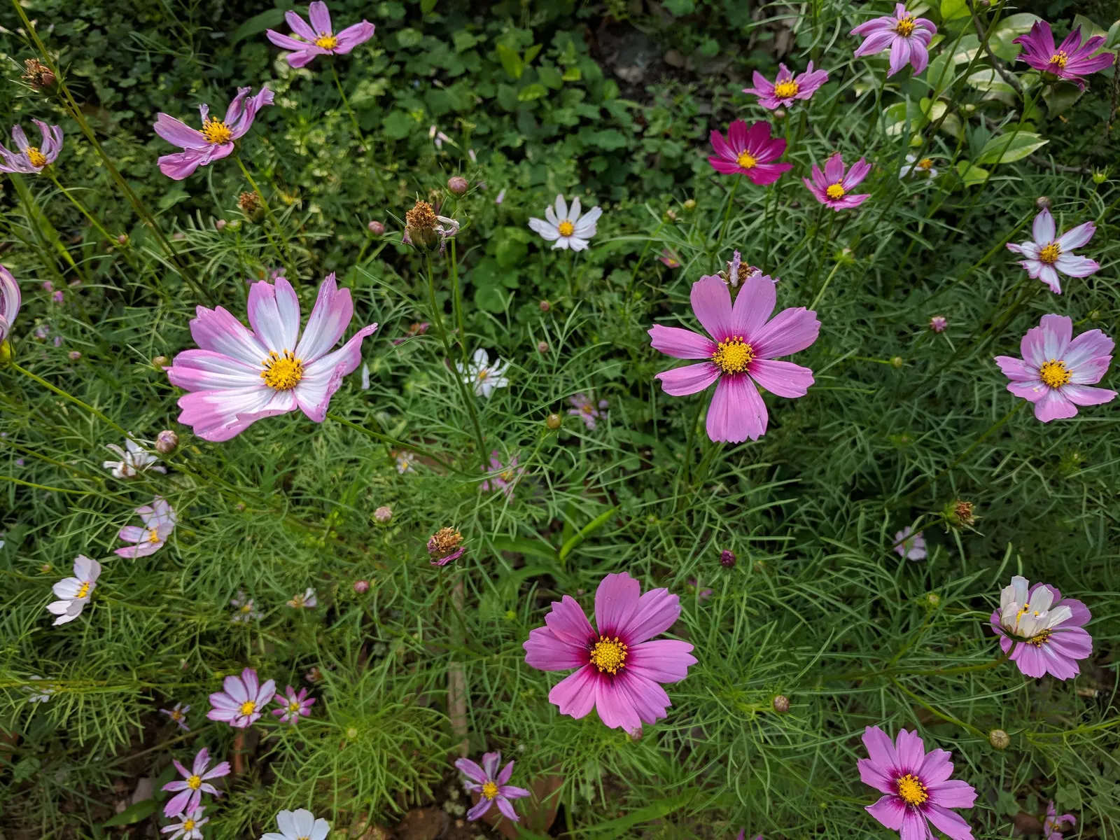 Annual Cosmos (Cosmos Bipinnatus) — making them a forgiving choice for landscapes in hotter; with a moderate growth rate, image 118
