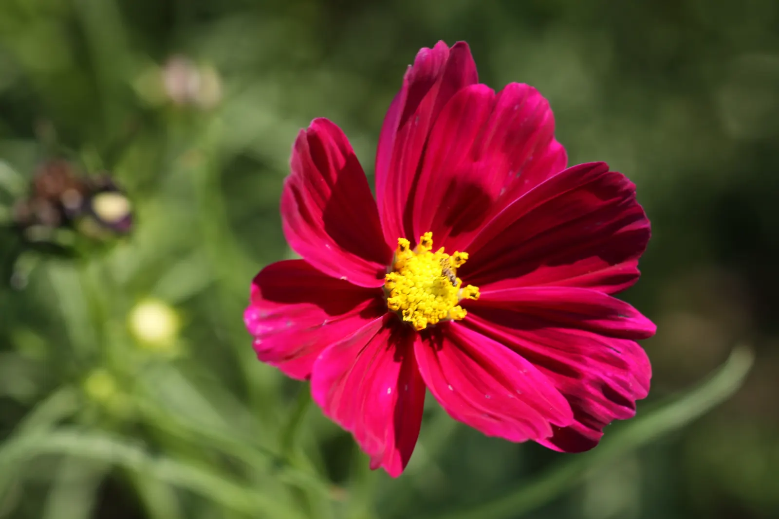 Annual Cosmos (Cosmos Bipinnatus) — and red atop slender stems reaching 2-4 feet in height; requiring at least 6 hours of direct sunlight each day, image 163