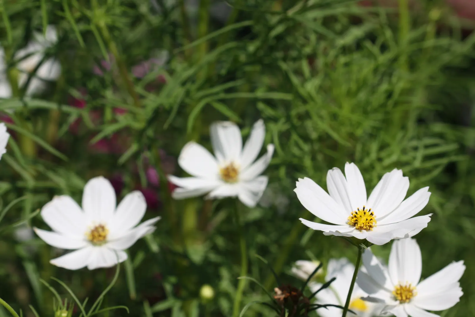 Annual Cosmos (Cosmos Bipinnatus) — they are quite drought-tolerant once established