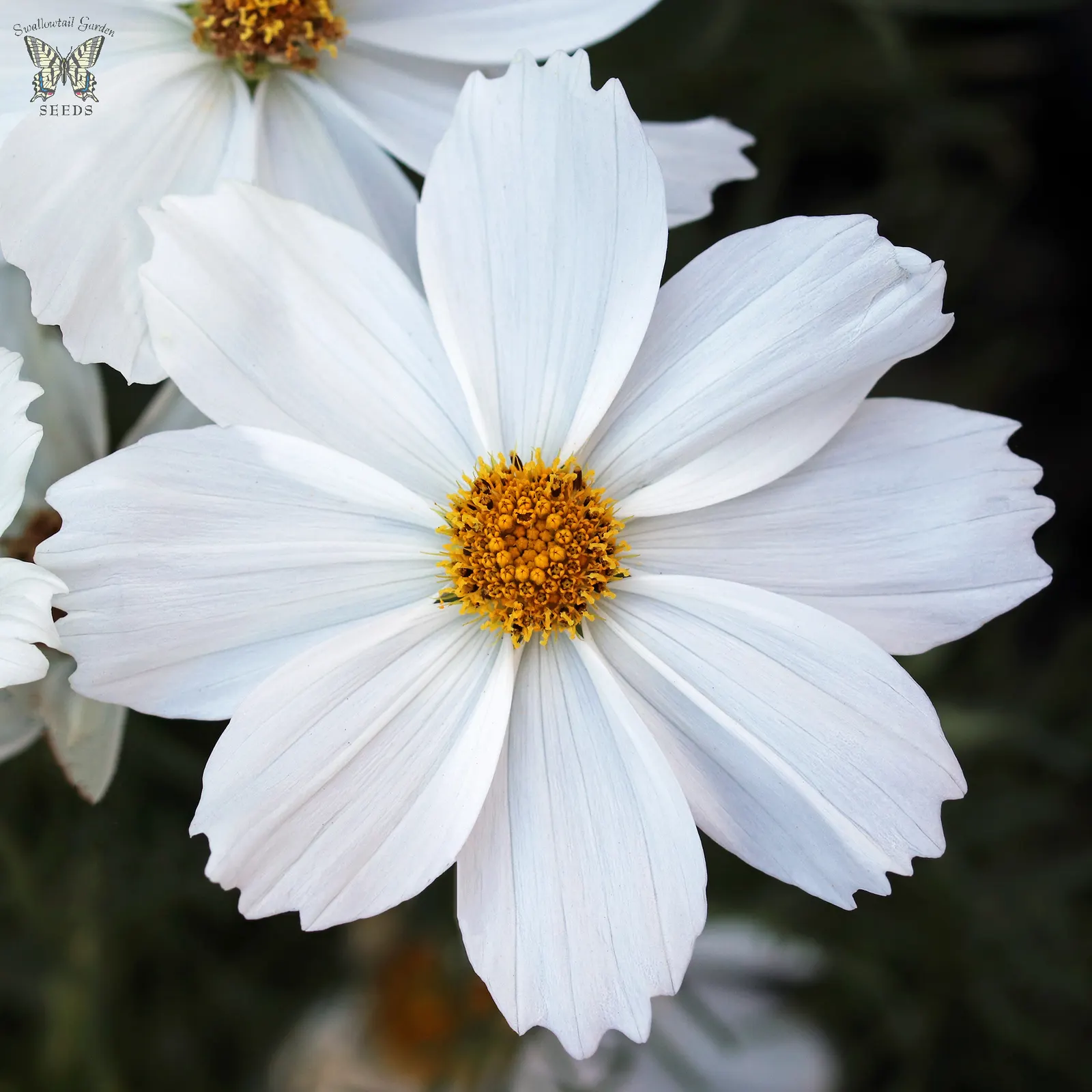 Annual Cosmos (Cosmos Bipinnatus) — annual for full or half