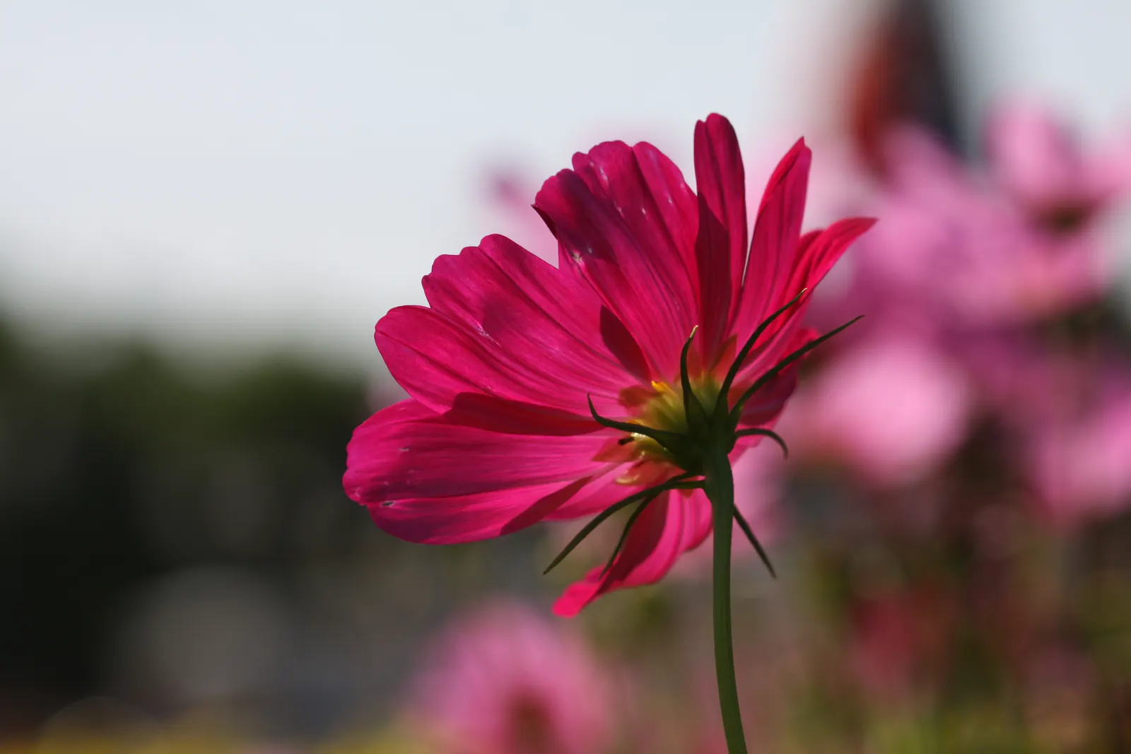 Annual Cosmos (Cosmos Bipinnatus) — Blooms measure about 2-4 inches across, adding a splash of color and attracting pollinators