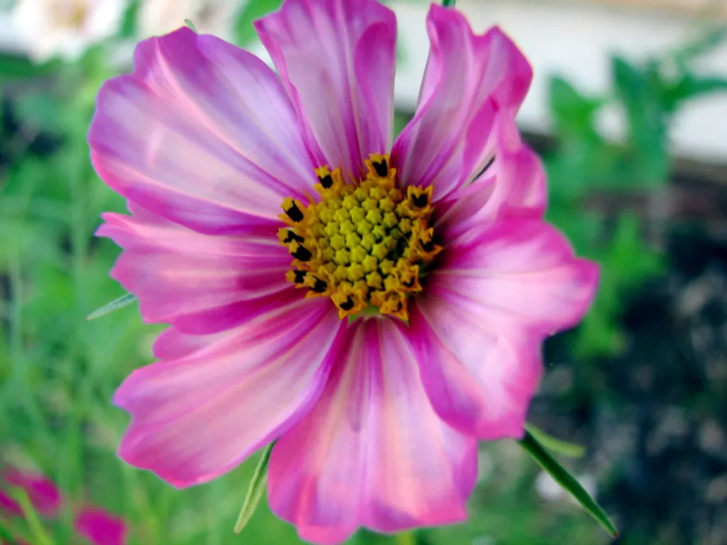 Annual Cosmos (Cosmos Bipinnatus) — creating a delicate backdrop for the daisy-like flowers; annual with multi-colored and pink blooms, image 78