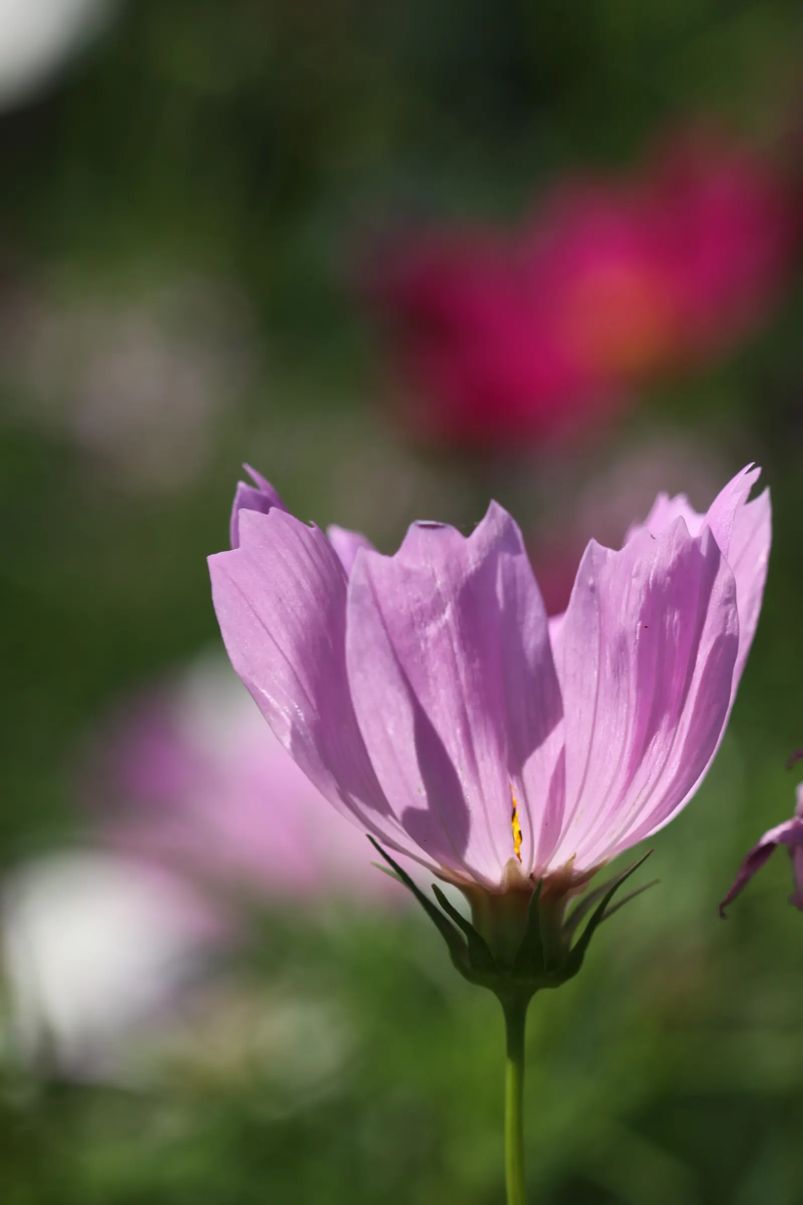 Annual Cosmos (Cosmos Bipinnatus) — and provides continual blooms from summer until frost; affectionately known as Cosmos bipinnatus, image 102