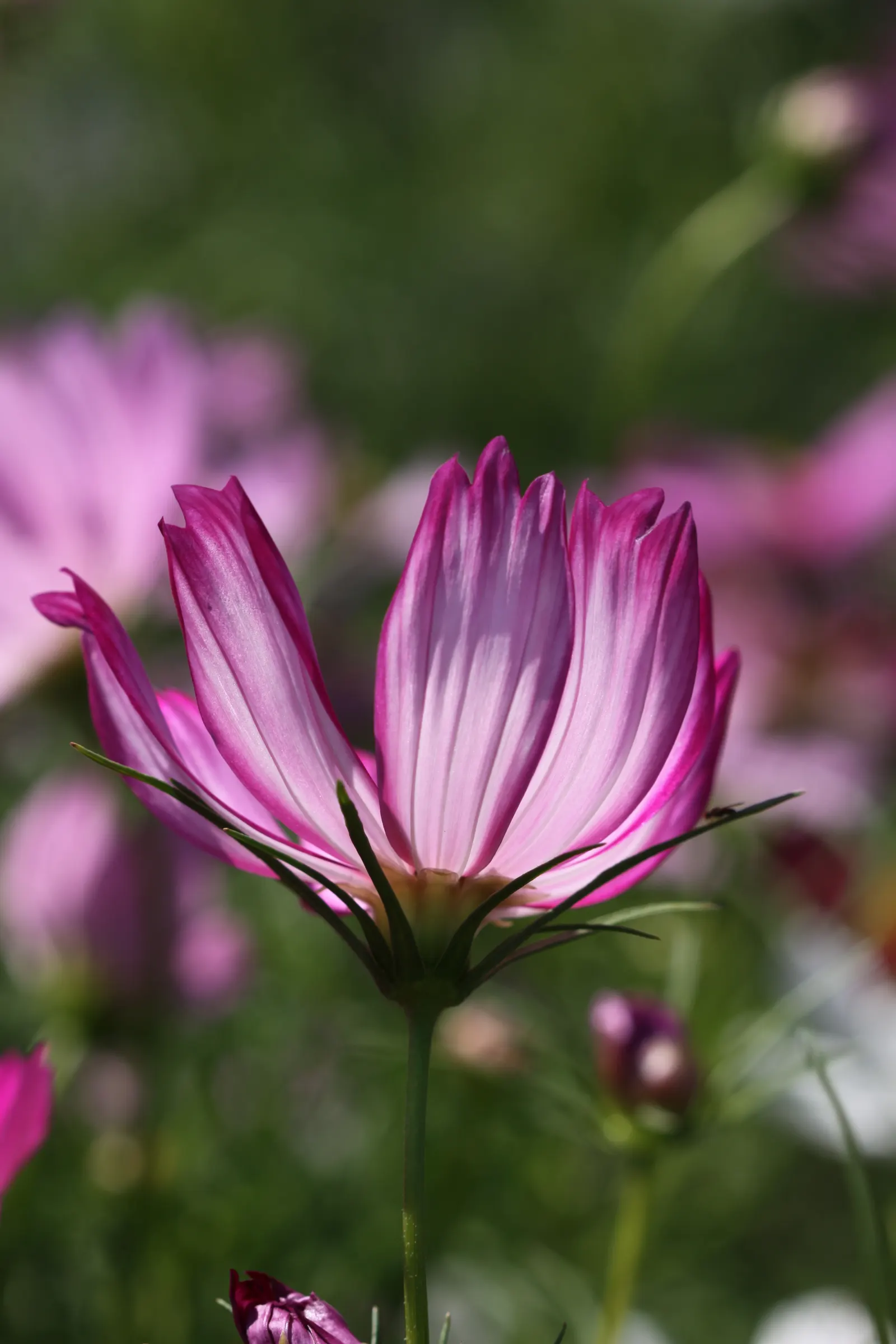 Annual Cosmos (Cosmos Bipinnatus) — these plants can quickly fill in spaces in garden beds and borders