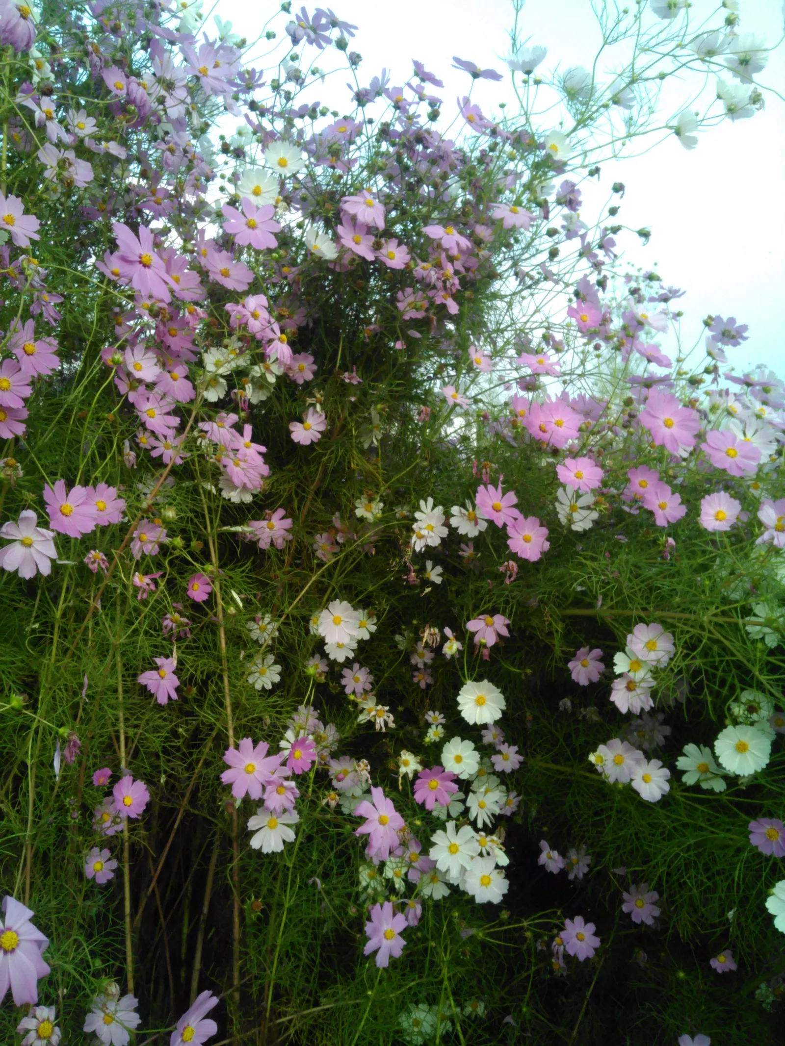 Annual Cosmos (Cosmos Bipinnatus) — Cosmos bipinnatus, known as Annual Cosmos, is an eye-catching flowering plant; blooms measure about 2-4 inches across