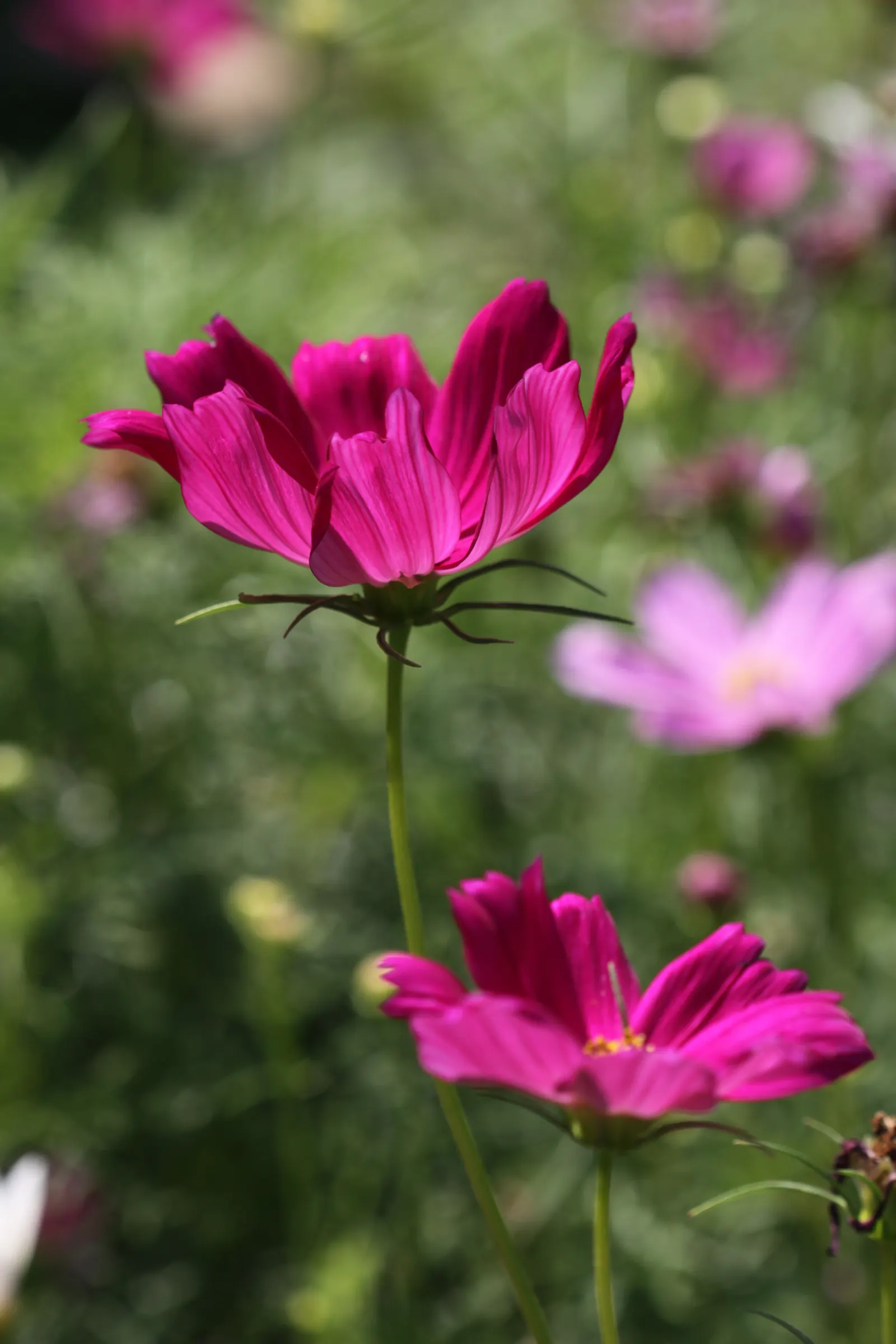 Annual Cosmos (Cosmos Bipinnatus) — or intersperse them amongst perennials to provide season-long interest; somewhat wispy growth habit