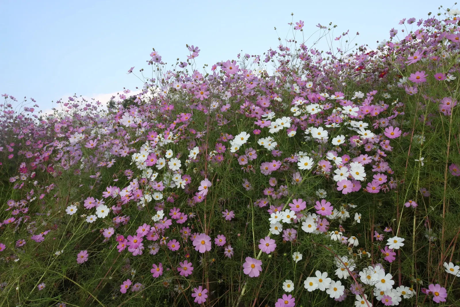 Annual Cosmos (Cosmos Bipinnatus) — Blooms measure about 2-4 inches across, adding a splash of color and attracting pollinators; or intersperse, image 164