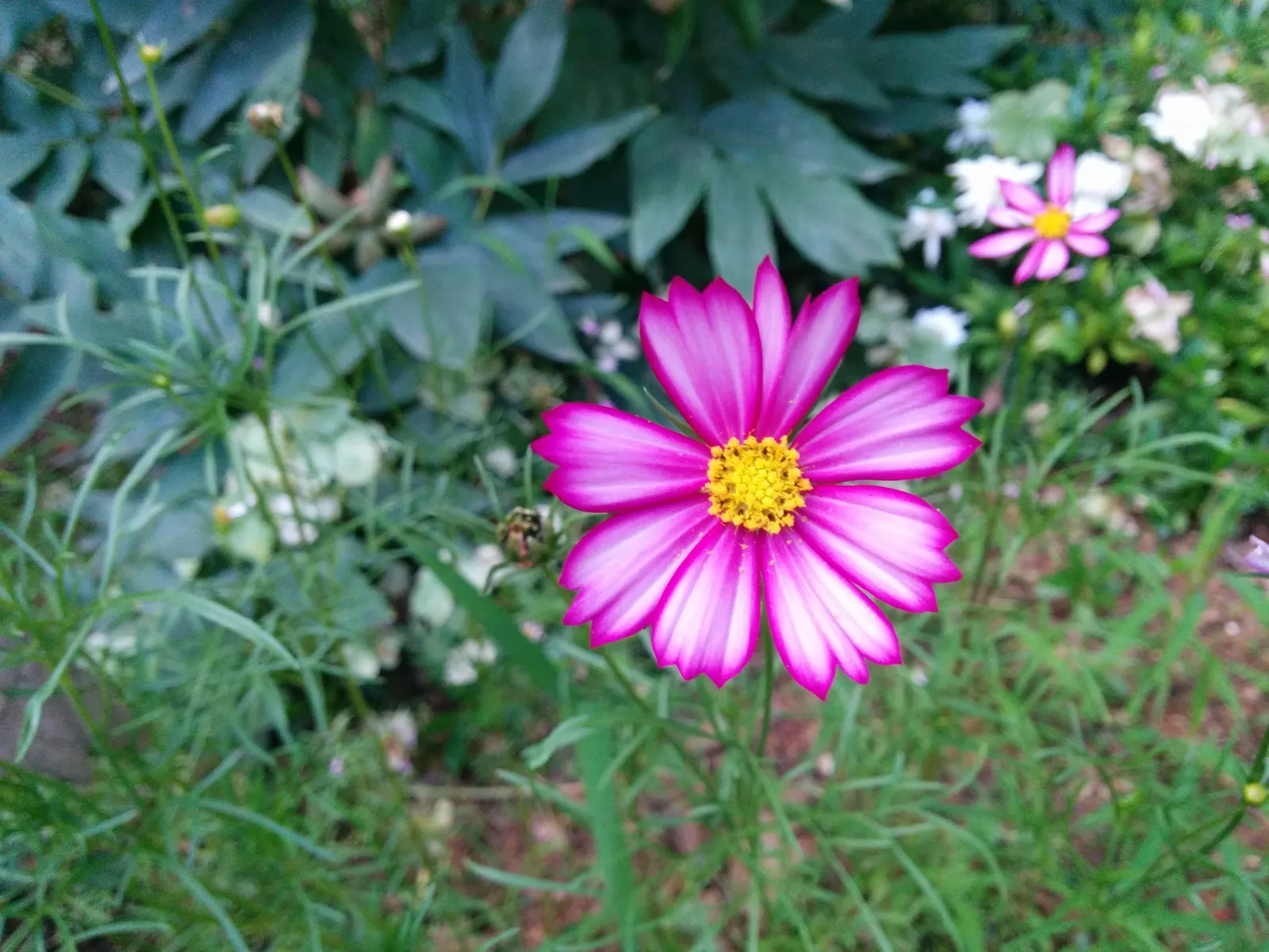 Annual Cosmos (Cosmos Bipinnatus) — making them a forgiving choice for landscapes in hotter; with a moderate growth rate, image 86