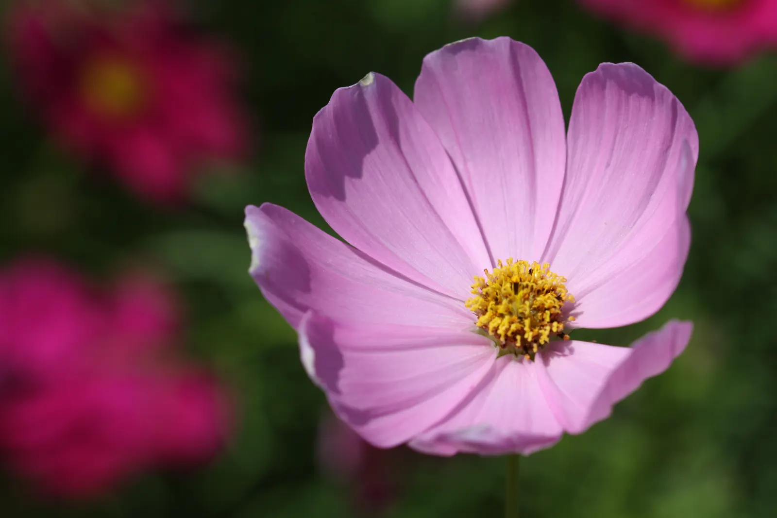 Annual Cosmos (Cosmos Bipinnatus) — Its height makes it suitable for a mid-border position or as an informal backdrop for shorter plants; they are, image 154