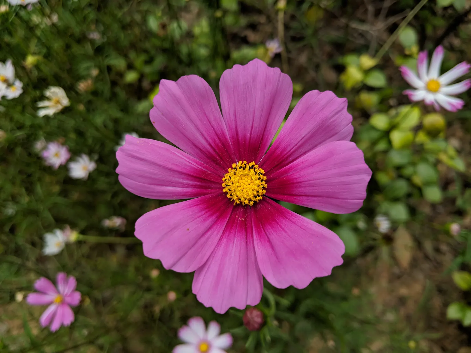 Annual Cosmos (Cosmos Bipinnatus) — well-drained soils; however; they complete their life cycle within one growing season, image 116