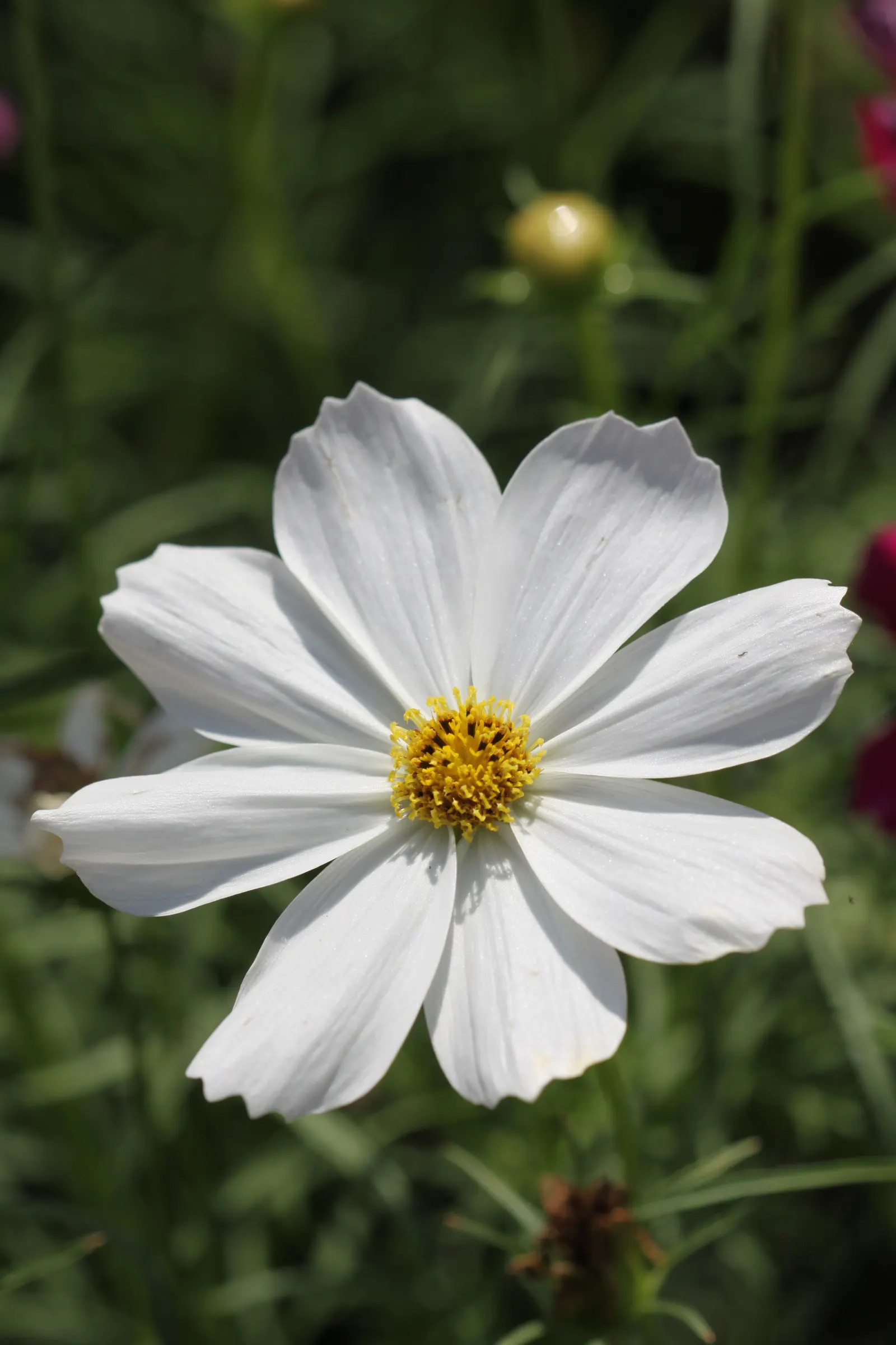 Annual Cosmos (Cosmos Bipinnatus) — and rich magentas.<br><br>Cosmos thrive in full sun exposure; well-drained soils; however, image 145