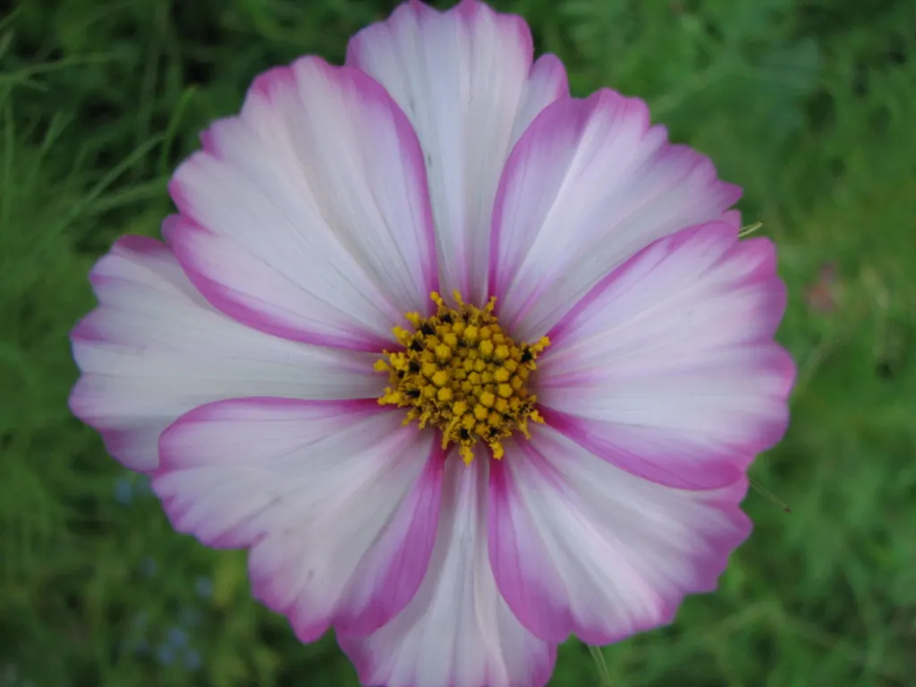 Annual Cosmos (Cosmos Bipinnatus) — and red atop slender stems reaching 2-4 feet in height