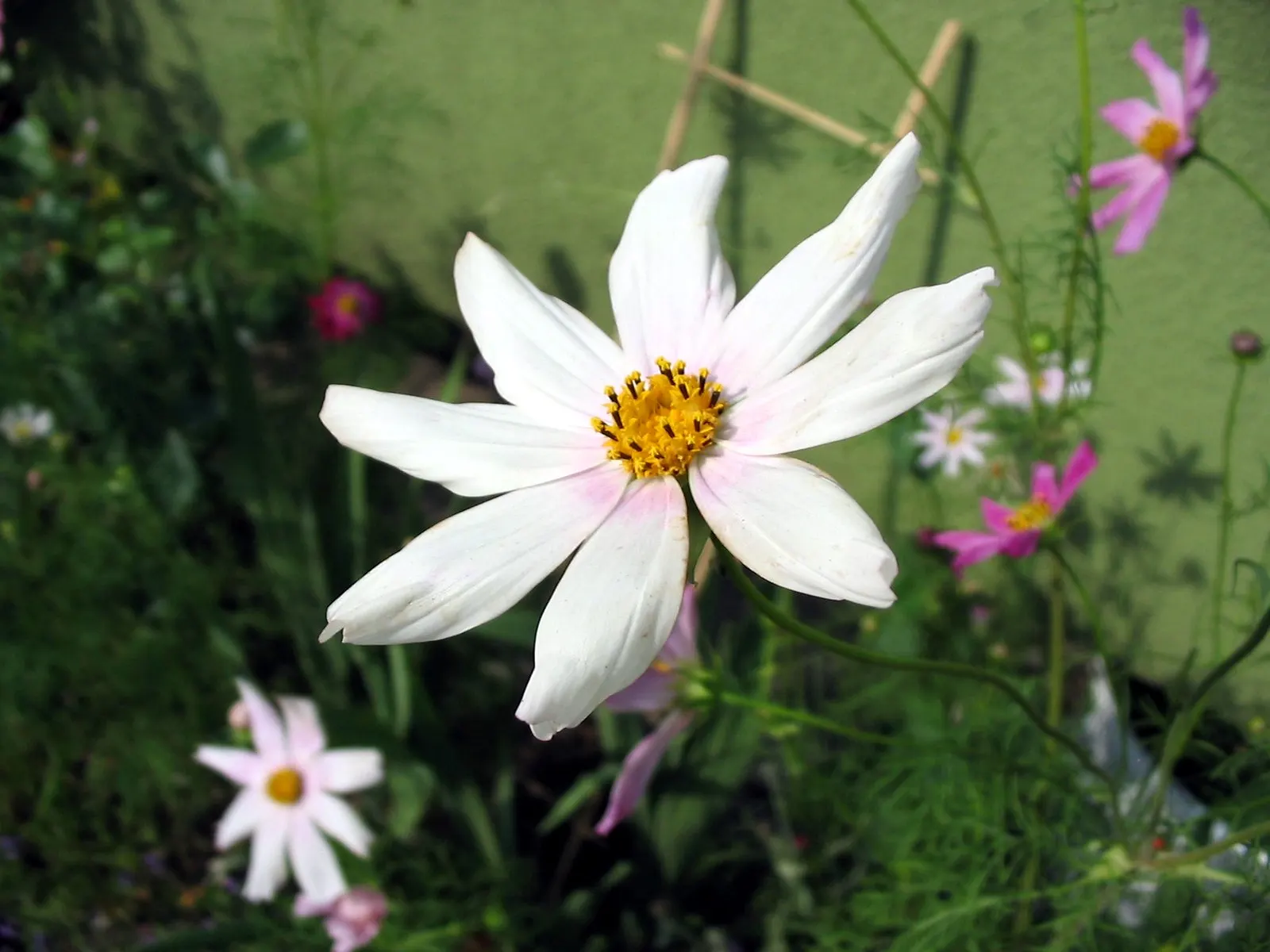 Annual Cosmos (Cosmos Bipinnatus) — It boasts feathery foliage and vibrant blossoms in shades of pink; cosmos bipinnatus boasts an upright