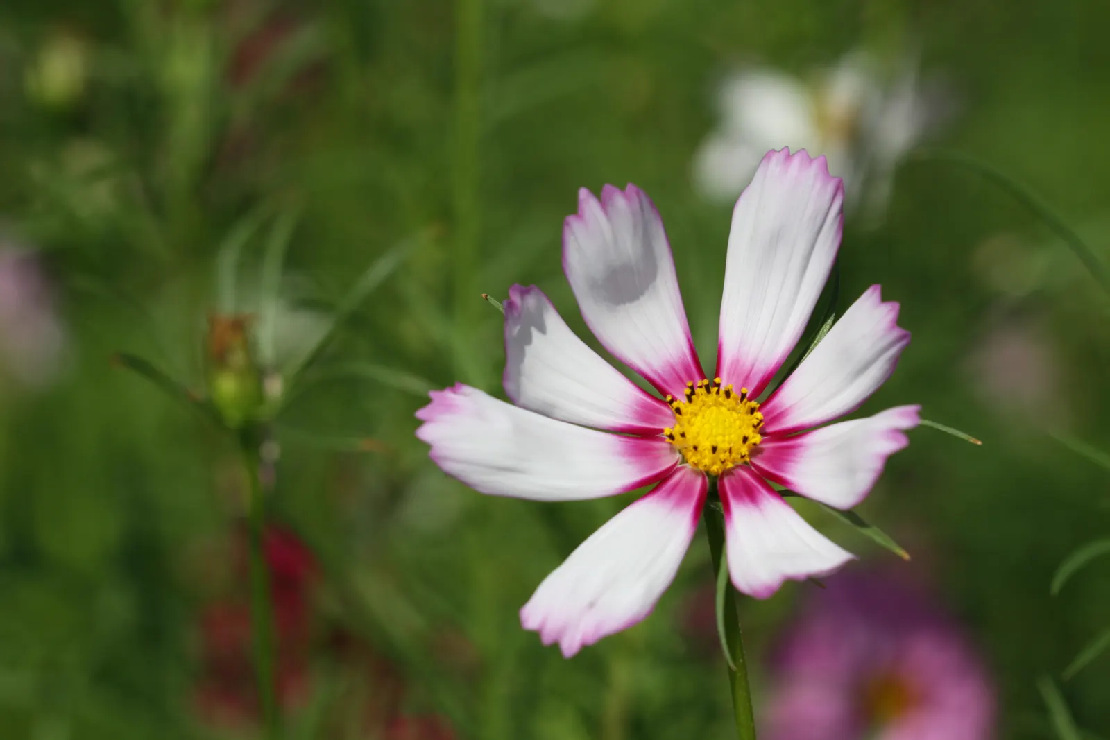 Annual Cosmos (Cosmos Bipinnatus) — creating a delicate backdrop for the daisy-like flowers; annual with multi-colored and pink blooms, image 110