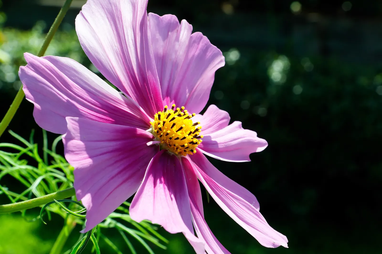 Annual Cosmos (Cosmos Bipinnatus) — With a moderate growth rate