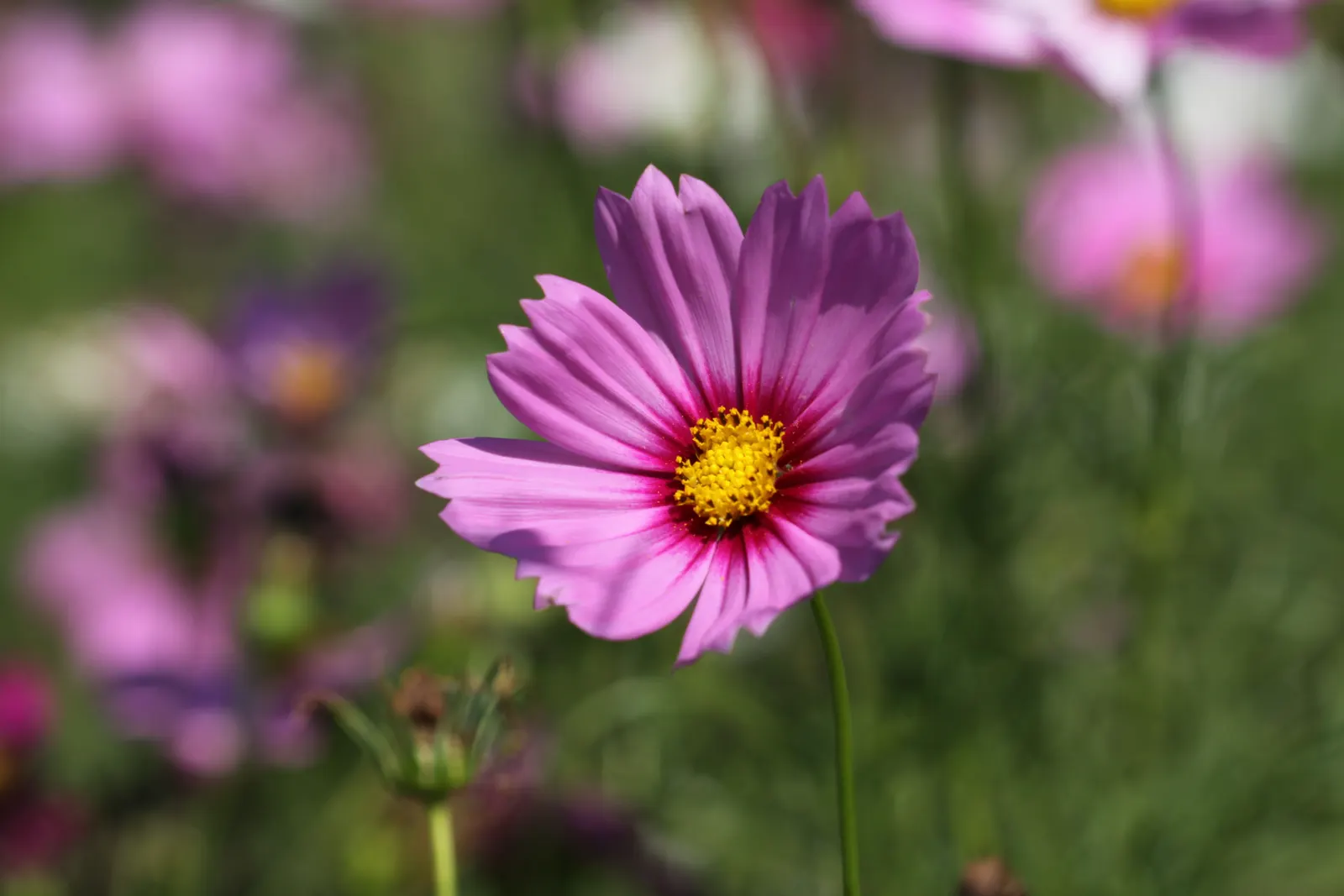 Annual Cosmos (Cosmos Bipinnatus) — somewhat wispy growth habit; and rich magentas.<br><br>Cosmos thrive in full sun exposure, image 108