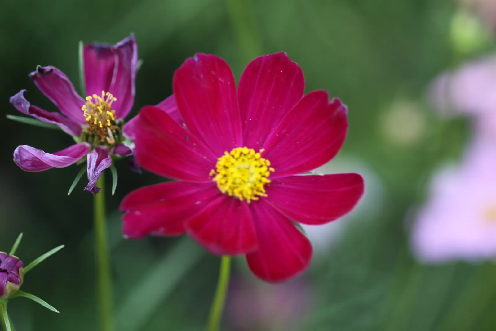 Annual Cosmos (Cosmos Bipinnatus) — finely-divided leaves are an attractive deep green; these plants can quickly fill in spaces in garden beds and borders