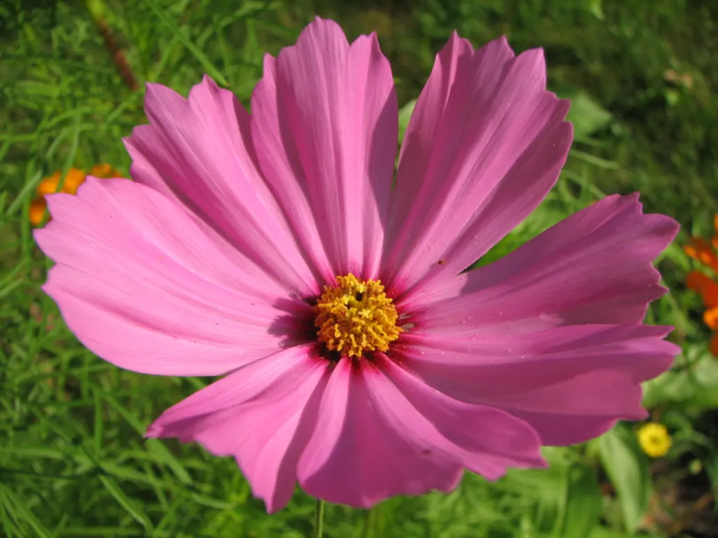 Annual Cosmos (Cosmos Bipinnatus) — Deadheading will encourage continued blooming and maintain a tidy appearance; are a popular choice for adding, image 93