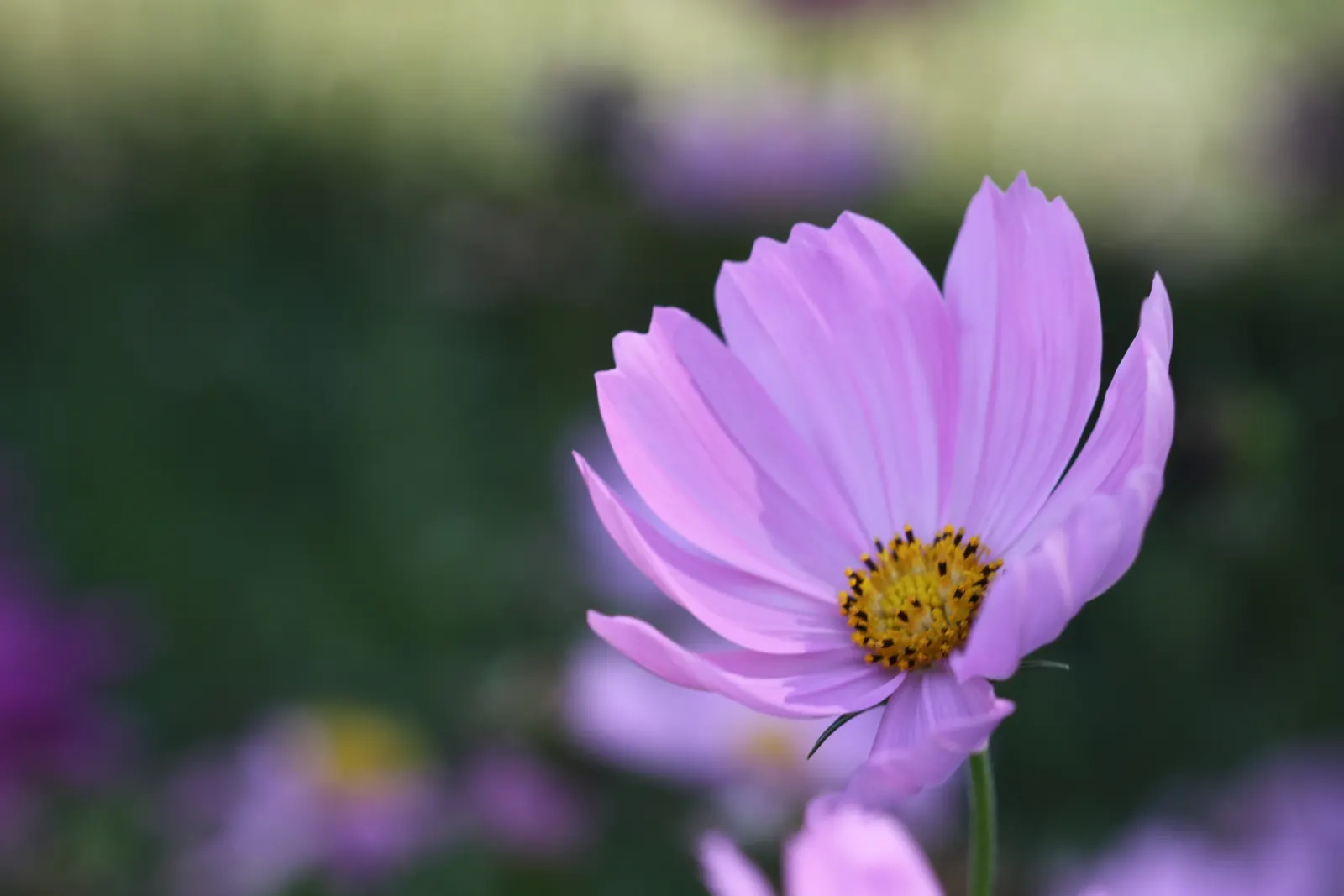 Annual Cosmos (Cosmos Bipinnatus) — with widths spanning from 1 to 2 feet; and red atop slender stems reaching 2-4 feet in height, image 74