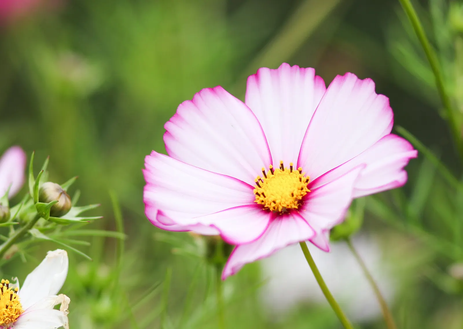 Annual Cosmos (Cosmos Bipinnatus) — multi-colored and pink flowers in the garden; these charming blooms measure approximately 2 to 4 inches across, image 158