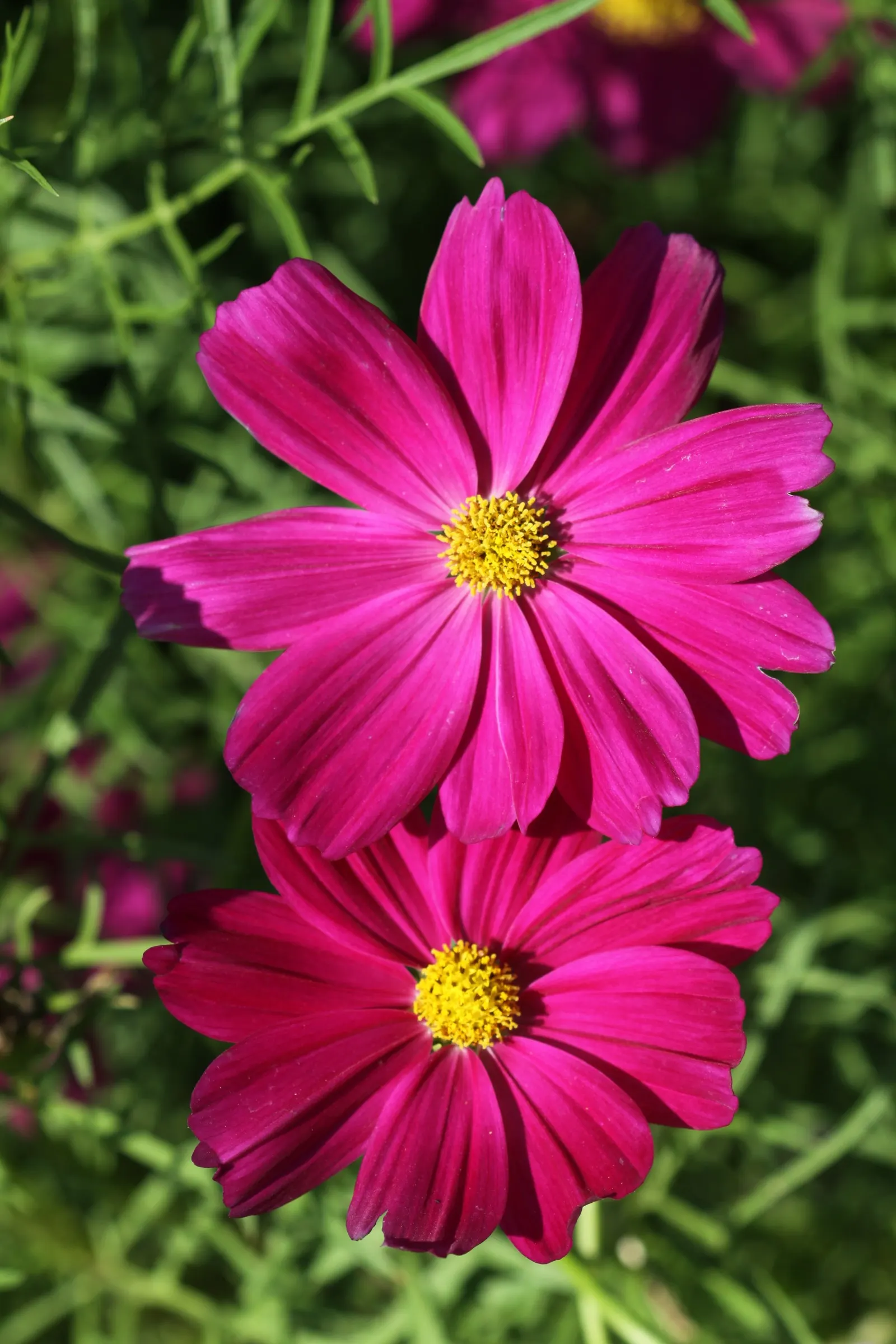 Annual Cosmos (Cosmos Bipinnatus) — somewhat wispy growth habit; and rich magentas.<br><br>Cosmos thrive in full sun exposure, image 140