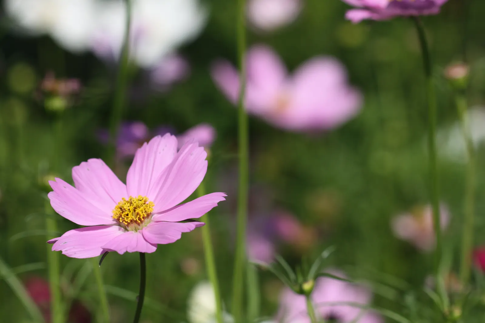 Annual Cosmos (Cosmos Bipinnatus) — these plants can quickly fill in spaces in garden beds and borders; thriving in full sun and well-draining soils
