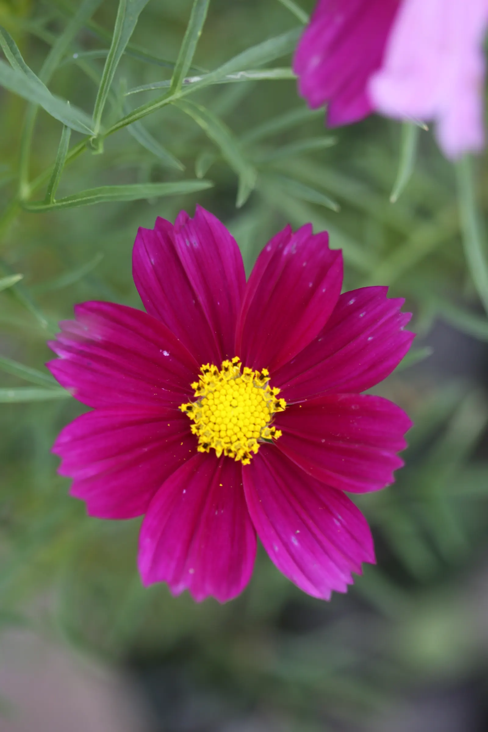 Annual Cosmos (Cosmos Bipinnatus) — creating a delicate backdrop for the daisy-like flowers; annual with multi-colored and pink blooms