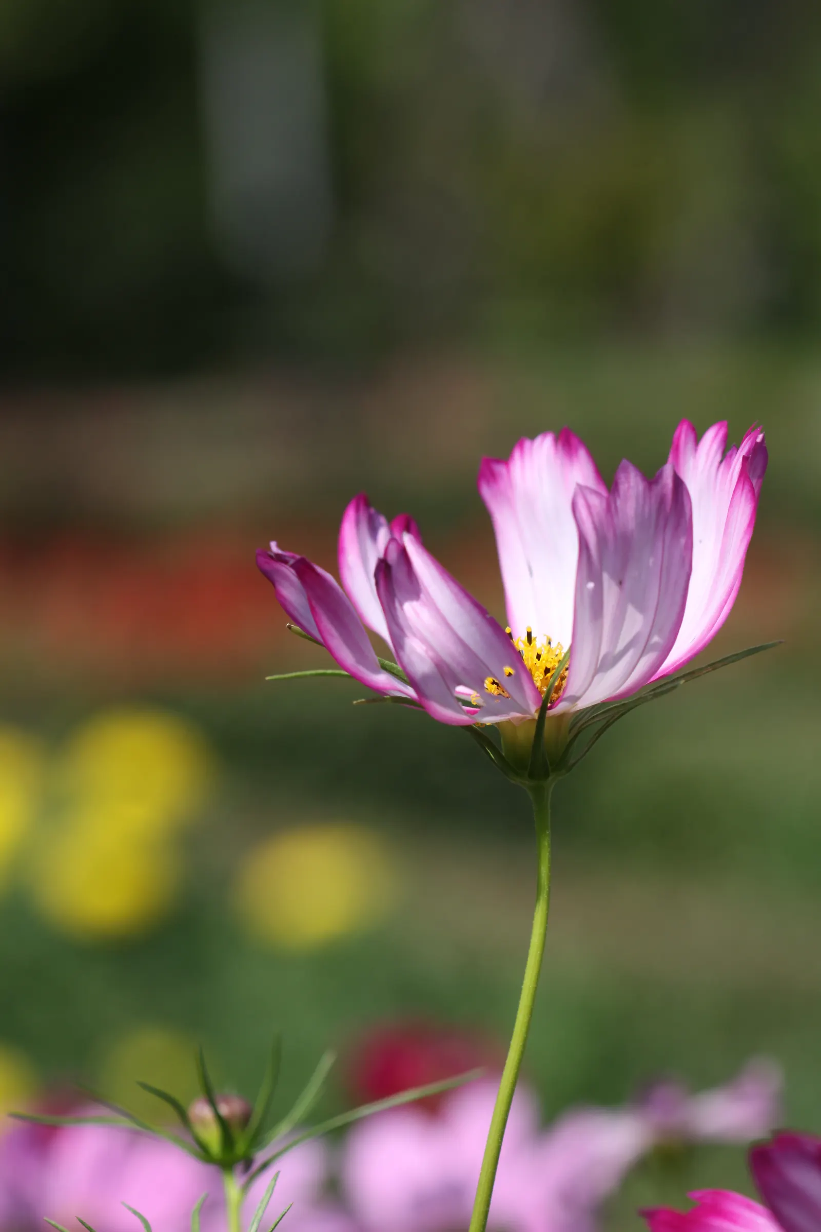 Annual Cosmos (Cosmos Bipinnatus) — and rich magentas.<br><br>Cosmos thrive in full sun exposure