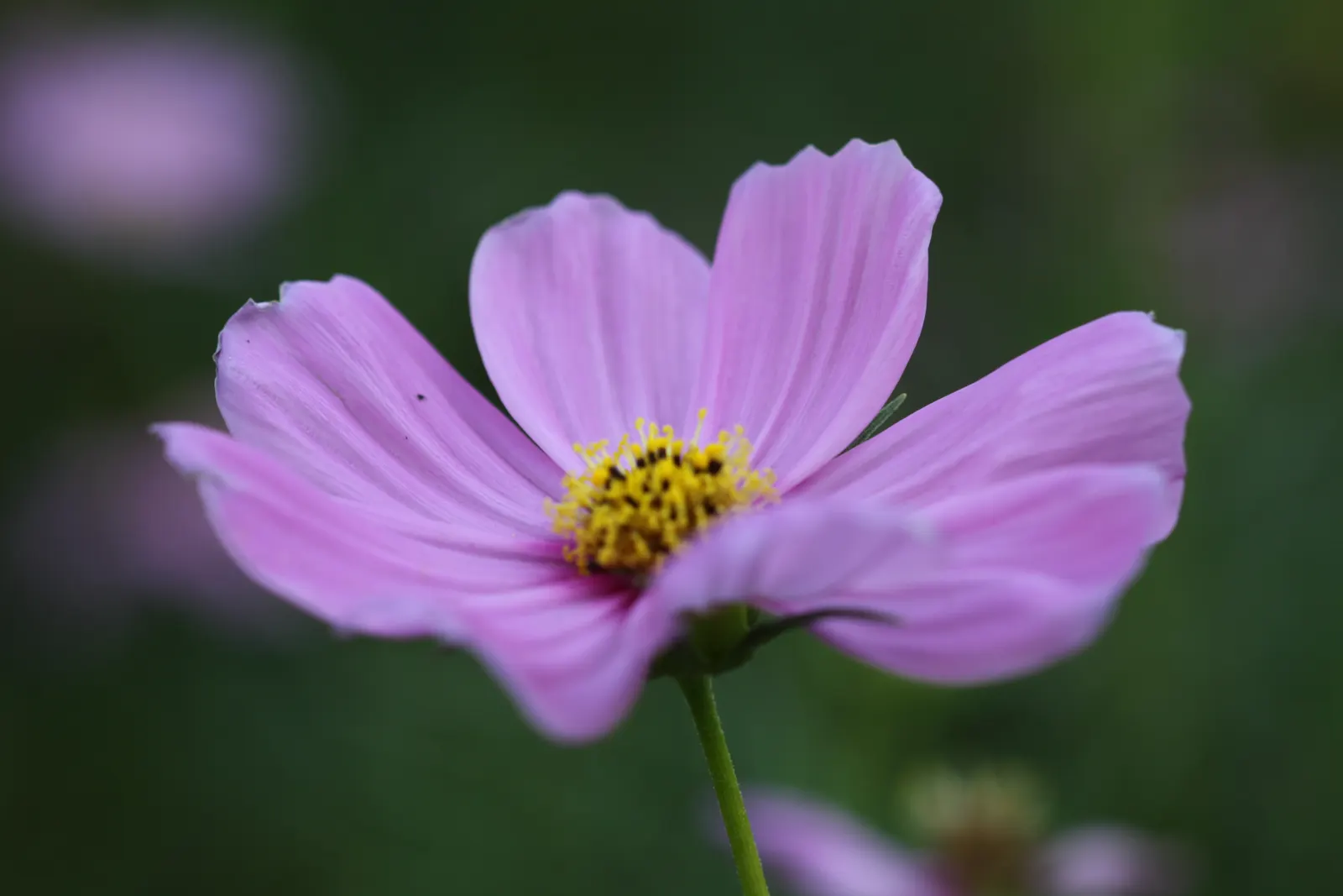 Annual Cosmos (Cosmos Bipinnatus) — It boasts feathery foliage and vibrant blossoms in shades of pink; cosmos bipinnatus boasts an upright, image 162
