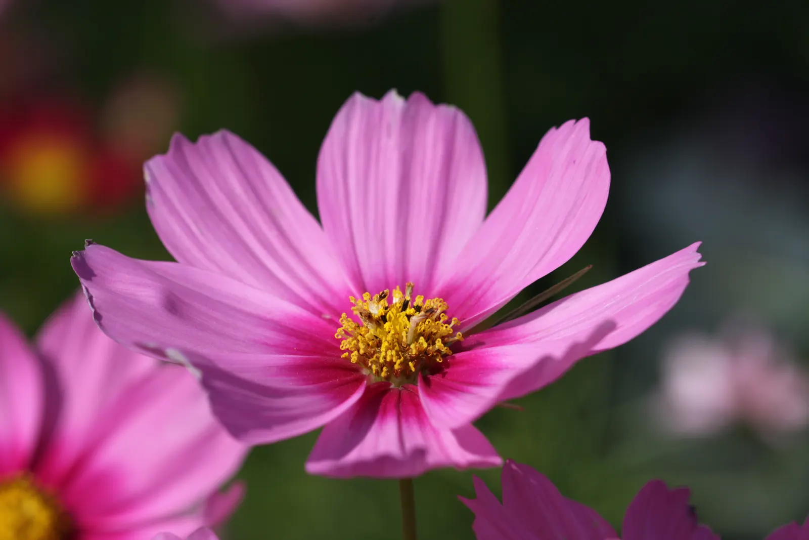 Annual Cosmos (Cosmos Bipinnatus) — and red atop slender stems reaching 2-4 feet in height; requiring at least 6 hours of direct sunlight each day
