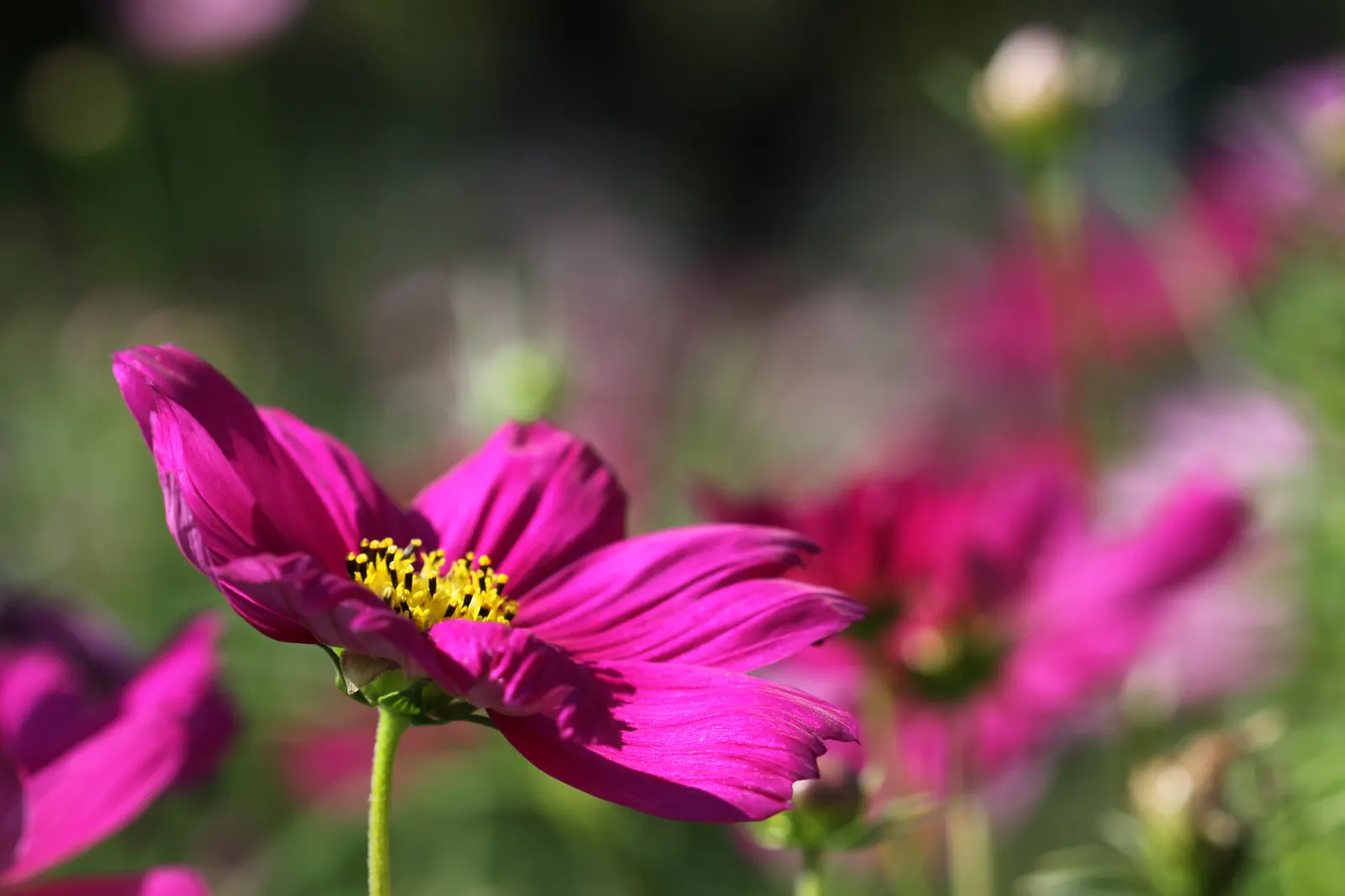 Annual Cosmos (Cosmos Bipinnatus) — or intersperse them amongst perennials to provide season-long interest; somewhat wispy growth habit, image 121