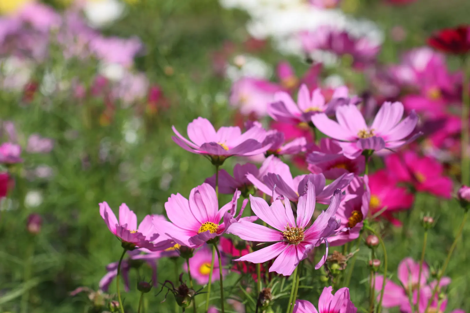 Annual Cosmos (Cosmos Bipinnatus) — are a popular choice for adding vibrant color and feathery textures to garden landscapes