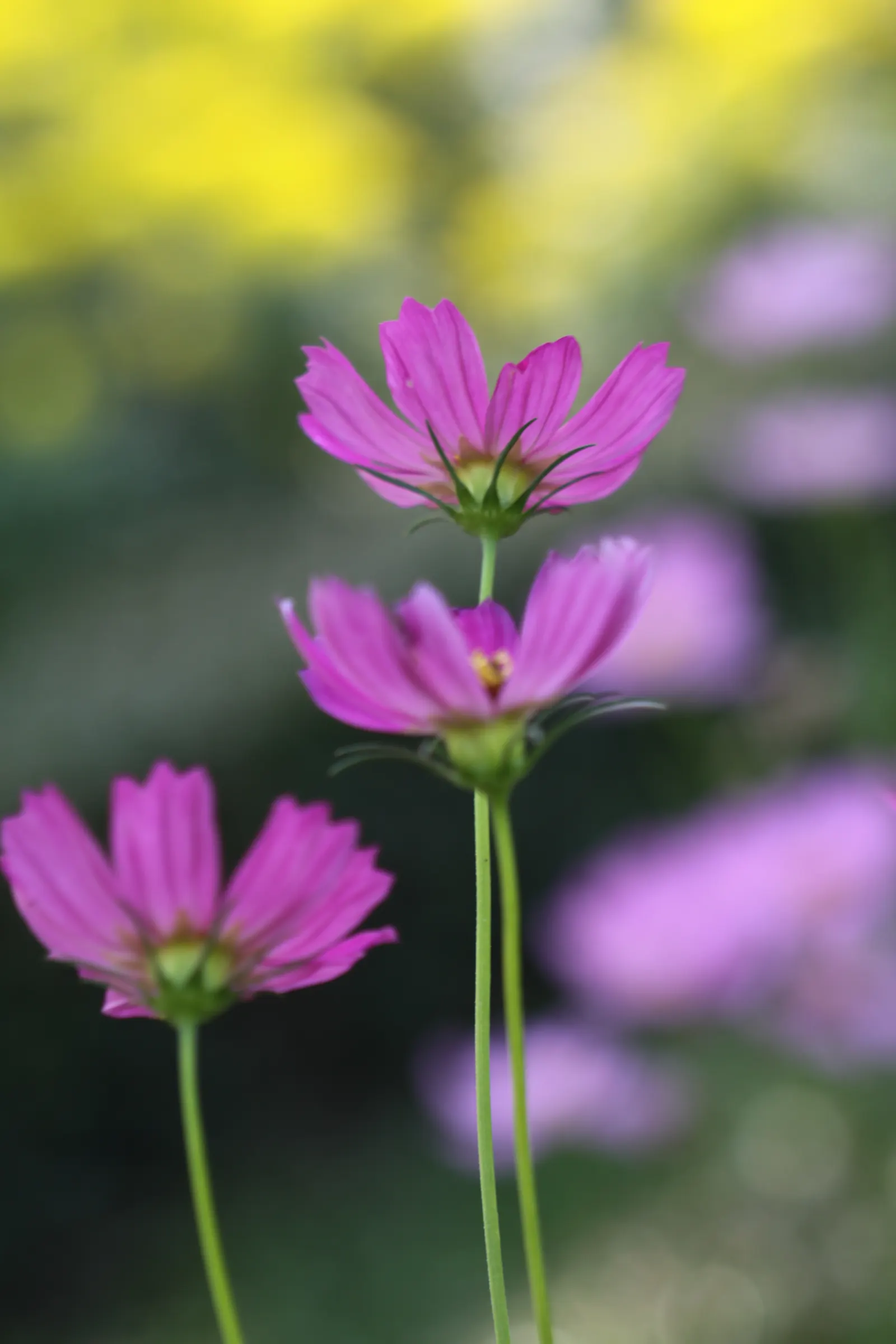 Annual Cosmos (Cosmos Bipinnatus) — or intersperse them amongst perennials to provide season-long interest; somewhat wispy growth habit, image 153