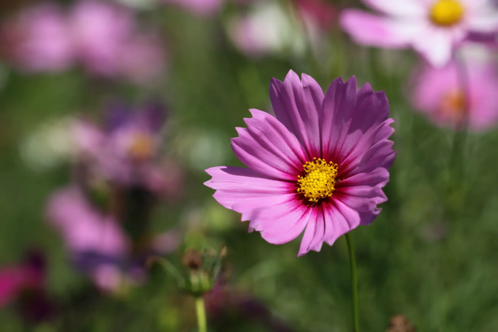 Annual Cosmos (Cosmos Bipinnatus) — with widths spanning from 1 to 2 feet; and red atop slender stems reaching 2-4 feet in height, image 106