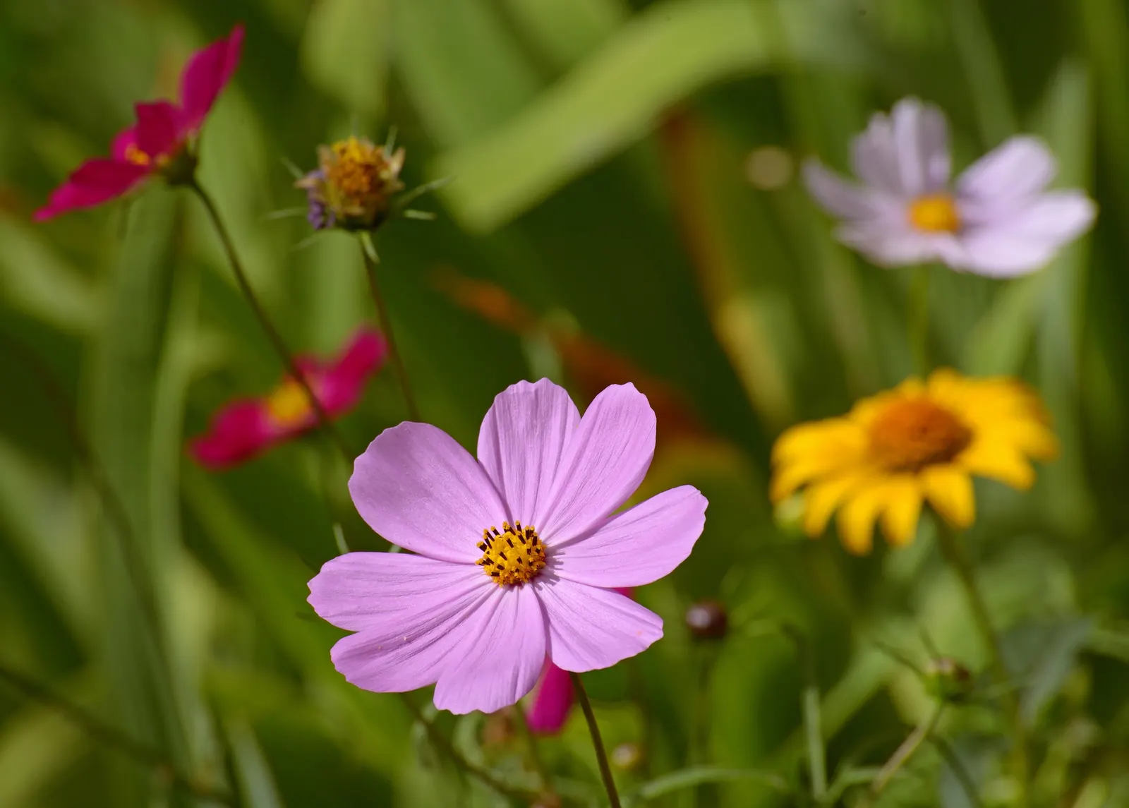 Annual Cosmos (Cosmos Bipinnatus) — requiring at least 6 hours of direct sunlight each day; plus, their flowers are attractive to butterflies and, image 146