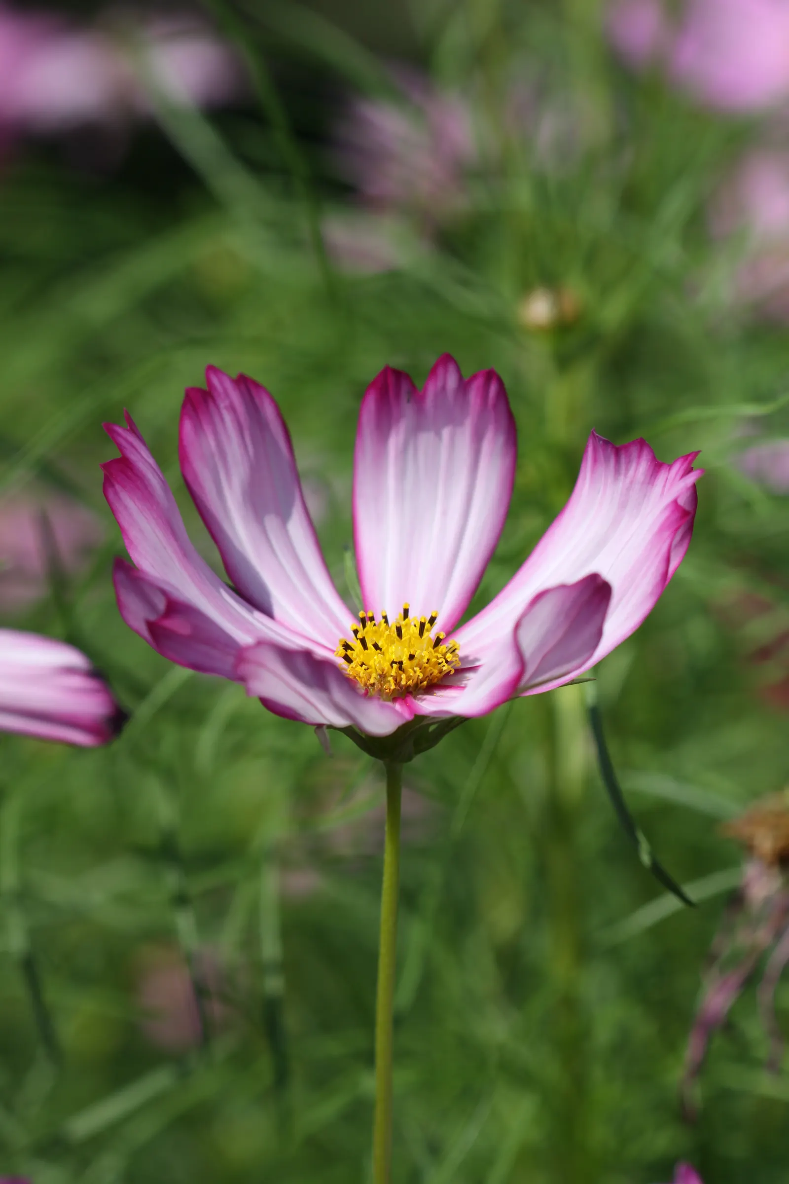 Annual Cosmos (Cosmos Bipinnatus) — they are quite drought-tolerant once established; from pure white to soft pinks, image 85