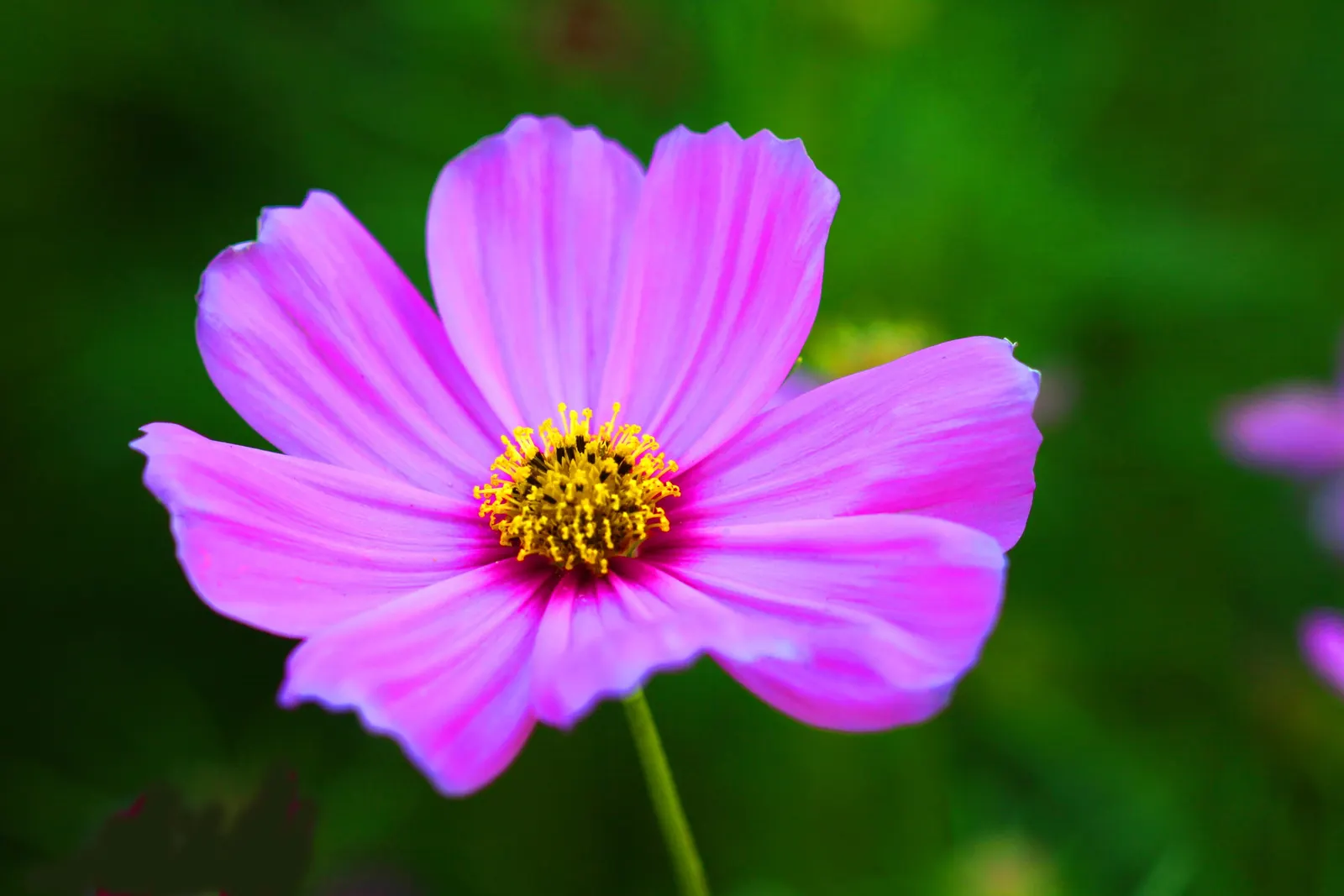 Annual Cosmos (Cosmos Bipinnatus) — Cosmos bipinnatus boasts an upright