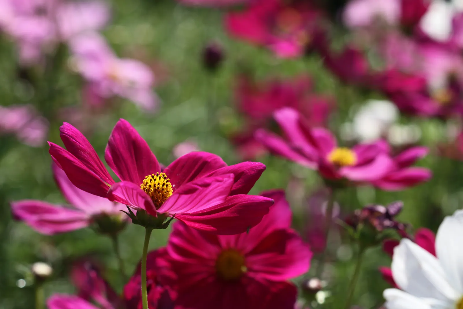 Annual Cosmos (Cosmos Bipinnatus) — they complete their life cycle within one growing season; for cutting gardens, Cosmos is an exceptional, image 73