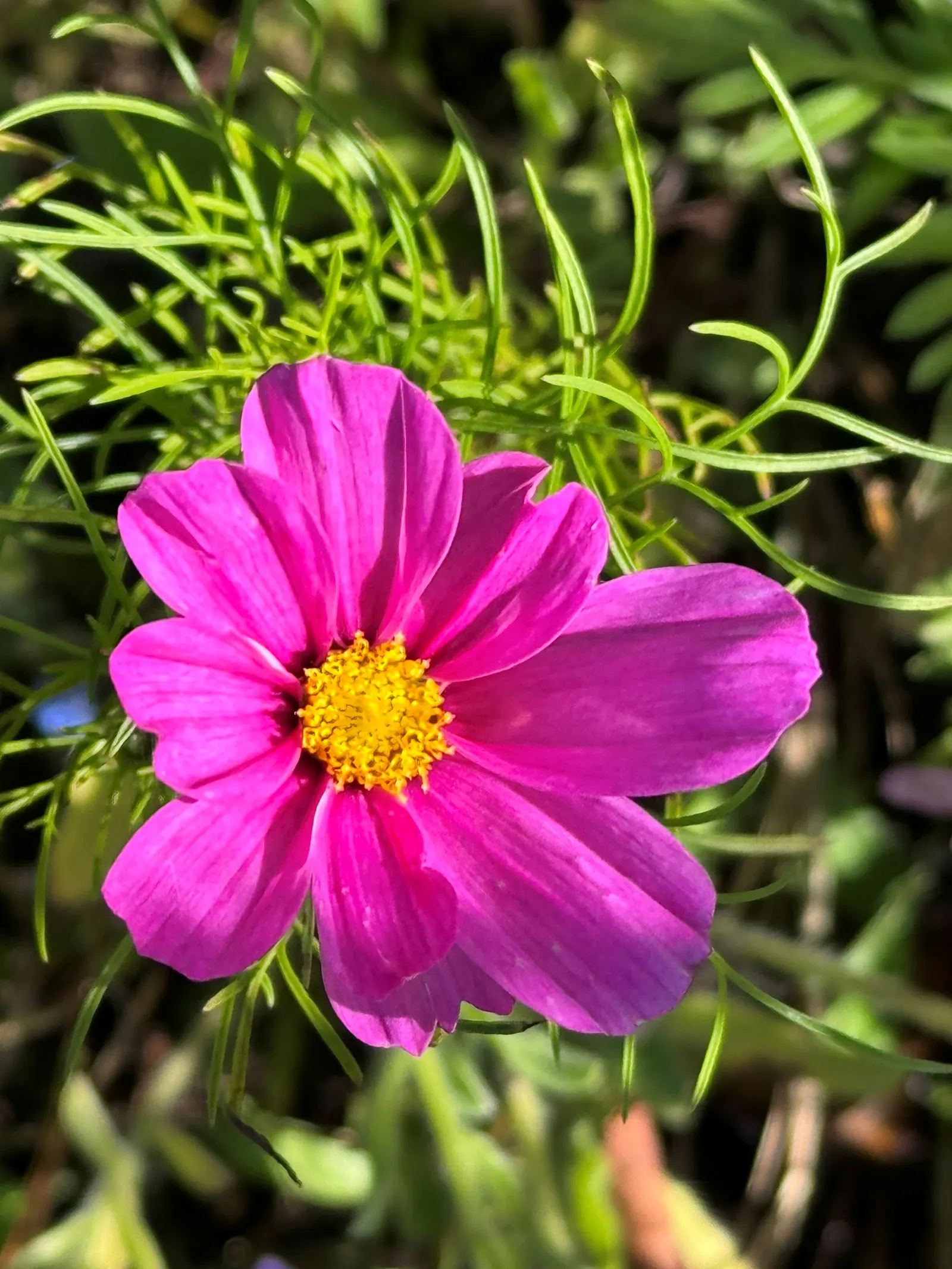 Annual Cosmos (Cosmos Bipinnatus) — from pure white to soft pinks