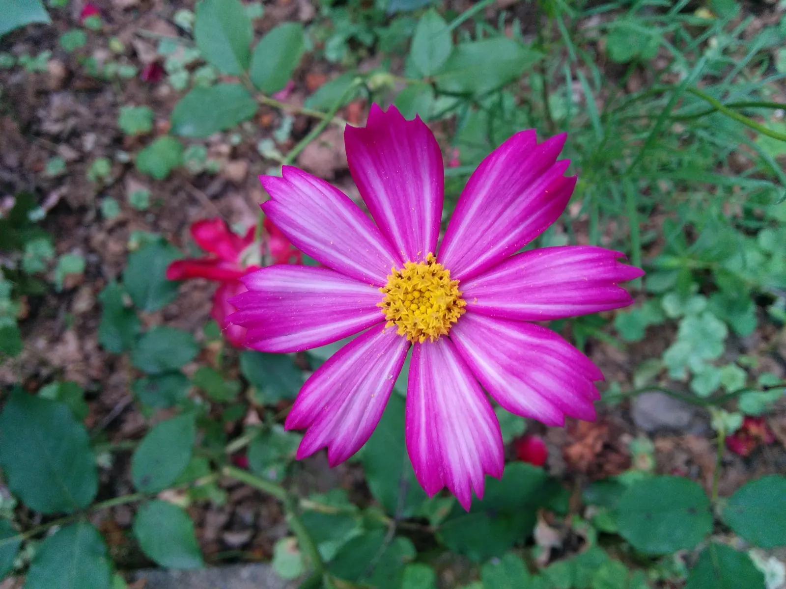 Annual Cosmos (Cosmos Bipinnatus) — multi-colored and pink flowers in the garden; these charming blooms measure approximately 2 to 4 inches across, image 94