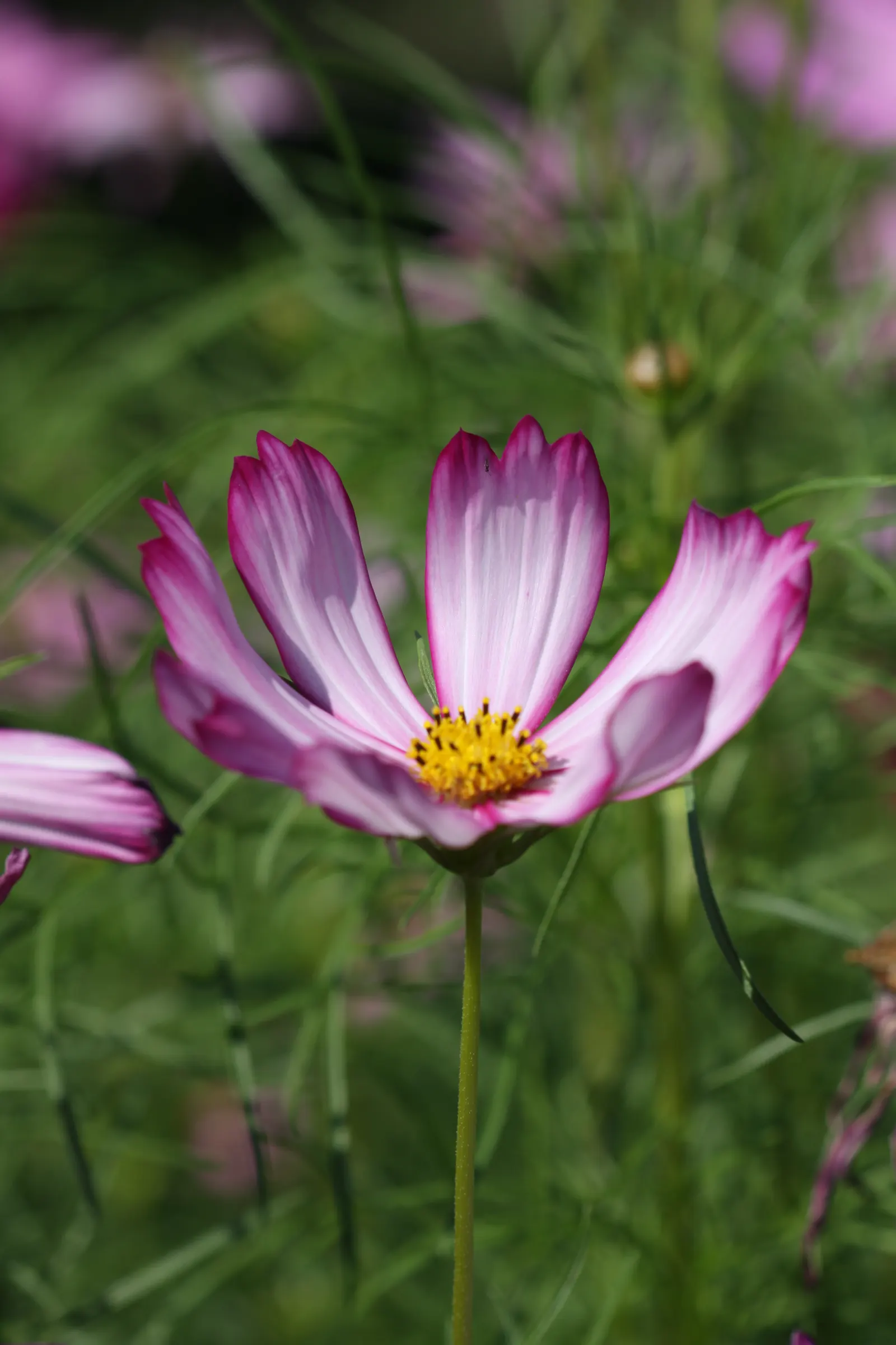 Annual Cosmos (Cosmos Bipinnatus) — requiring at least 6 hours of direct sunlight each day; plus, their flowers are attractive to butterflies and bees, adding