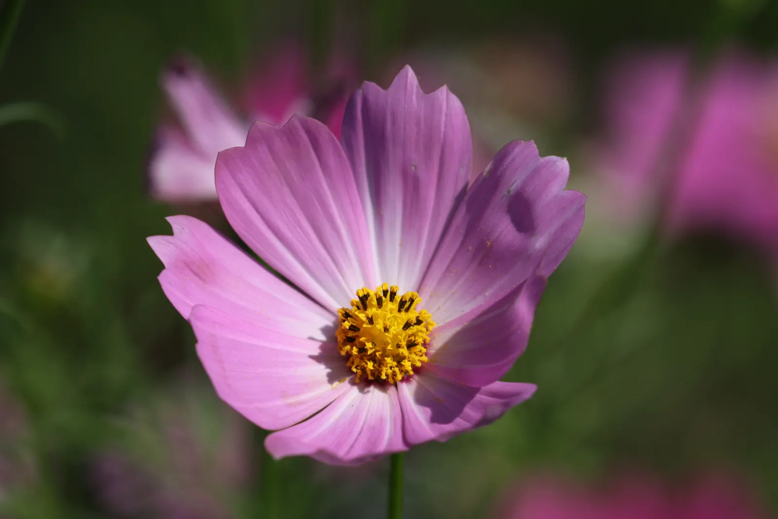 Annual Cosmos (Cosmos Bipinnatus) — Cosmos bipinnatus, known as Annual Cosmos, is an eye-catching flowering plant; blooms measure about 2-4 inches, image 129