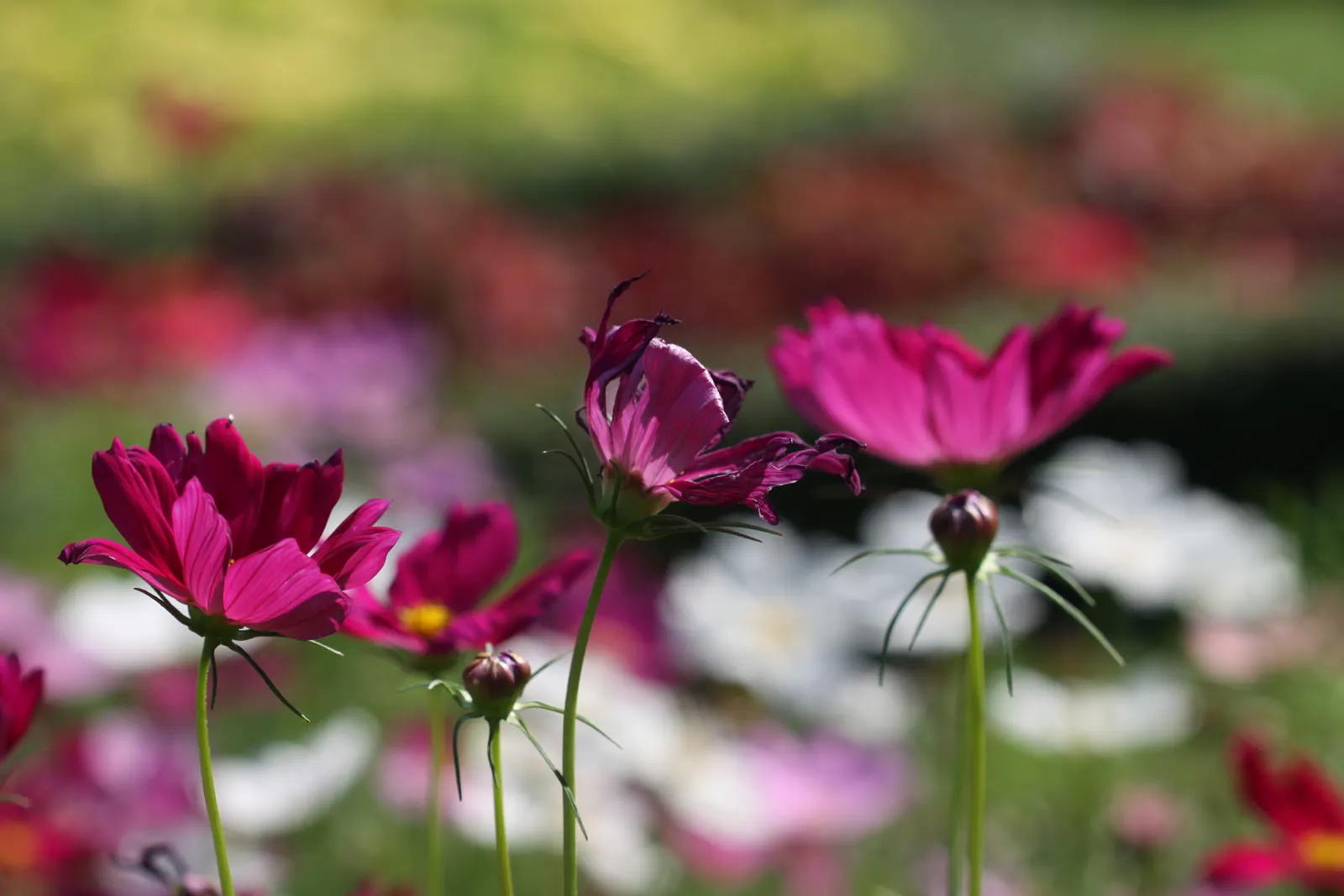 Annual Cosmos (Cosmos Bipinnatus) — Thriving in full sun and well-draining soils; annual for full or half, image 133